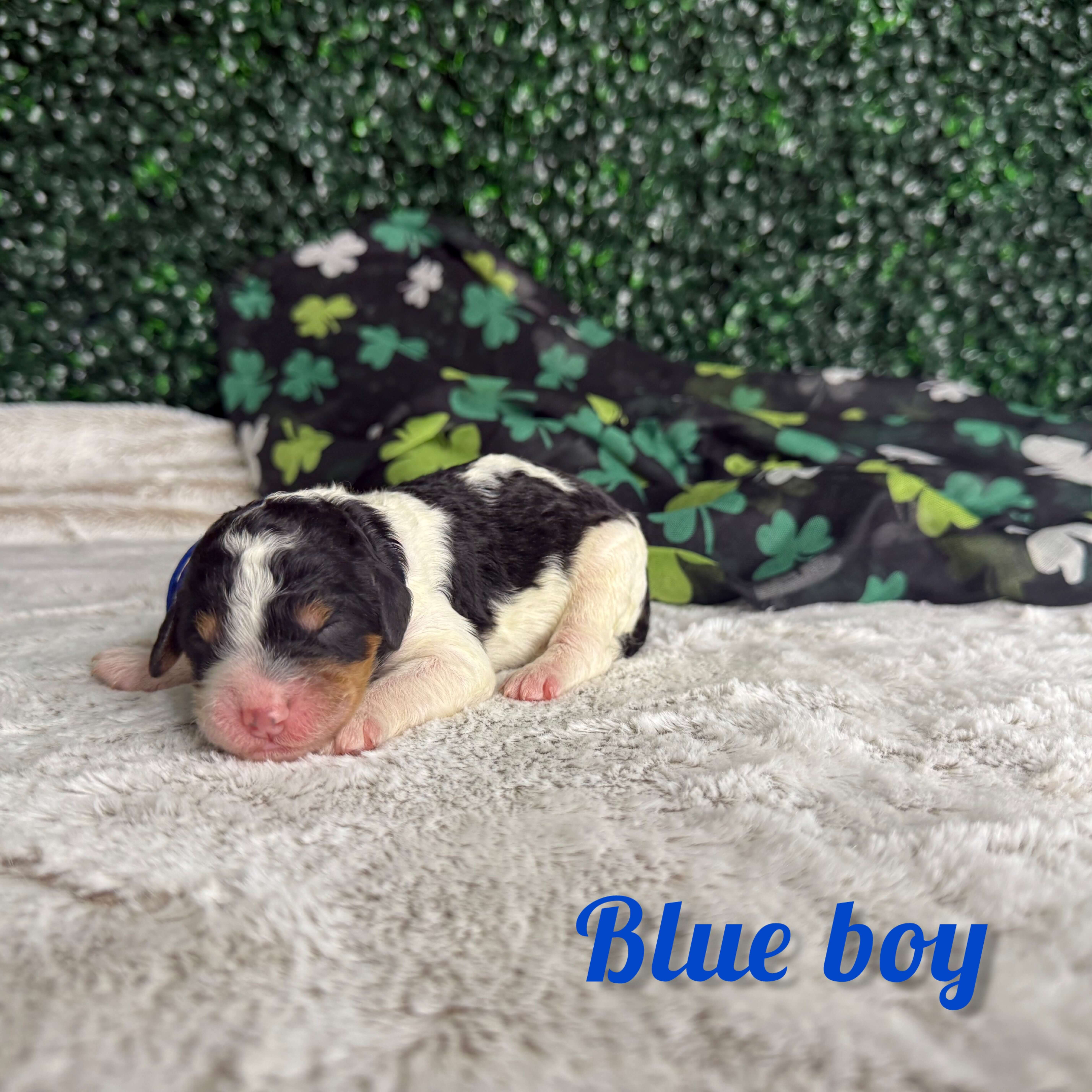 Blue Boy Multigen Bernedoodle (BB3)