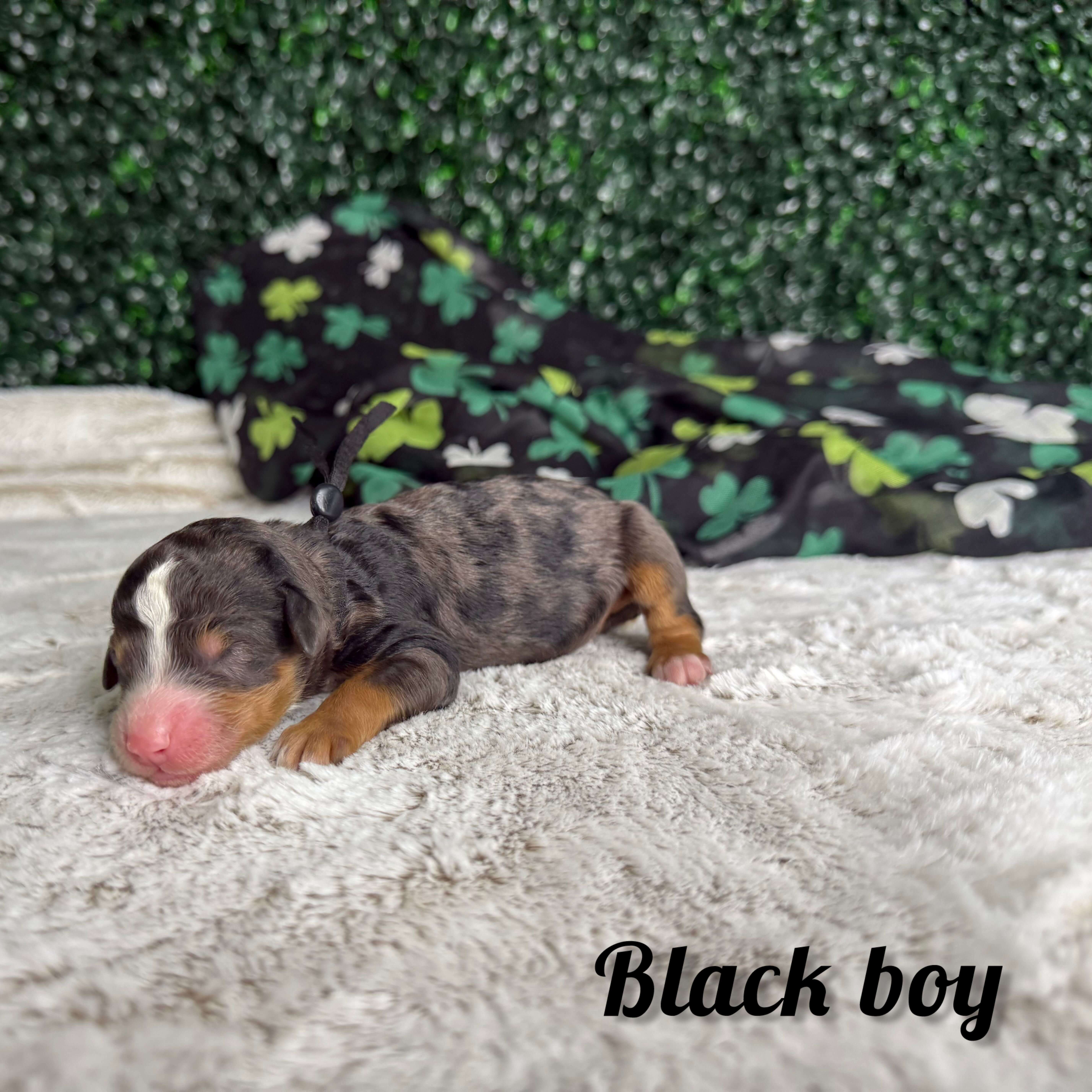 Black Boy Multigen Bernedoodle (BB3) 