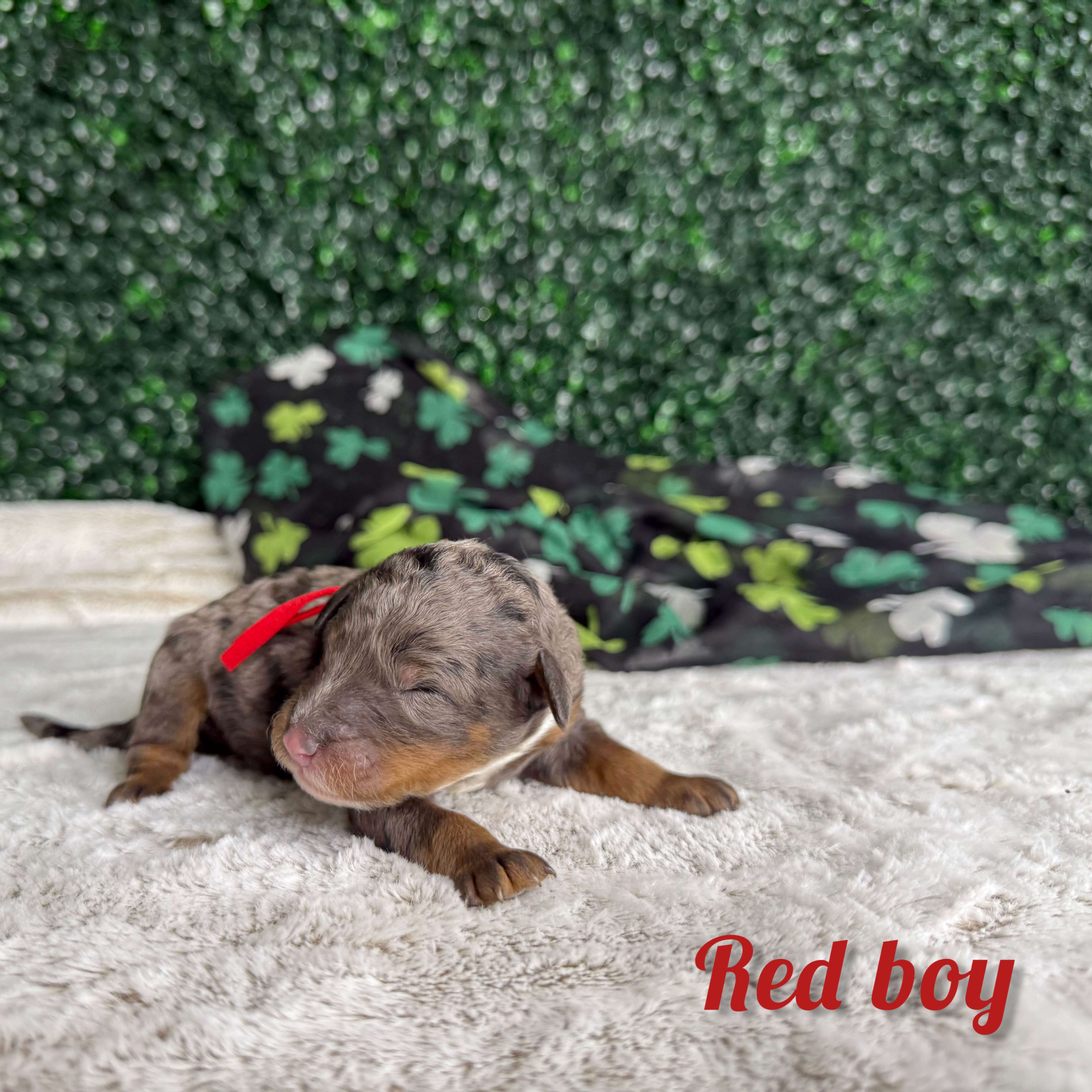 Red Boy Multigen Bernedoodle (BB3) 