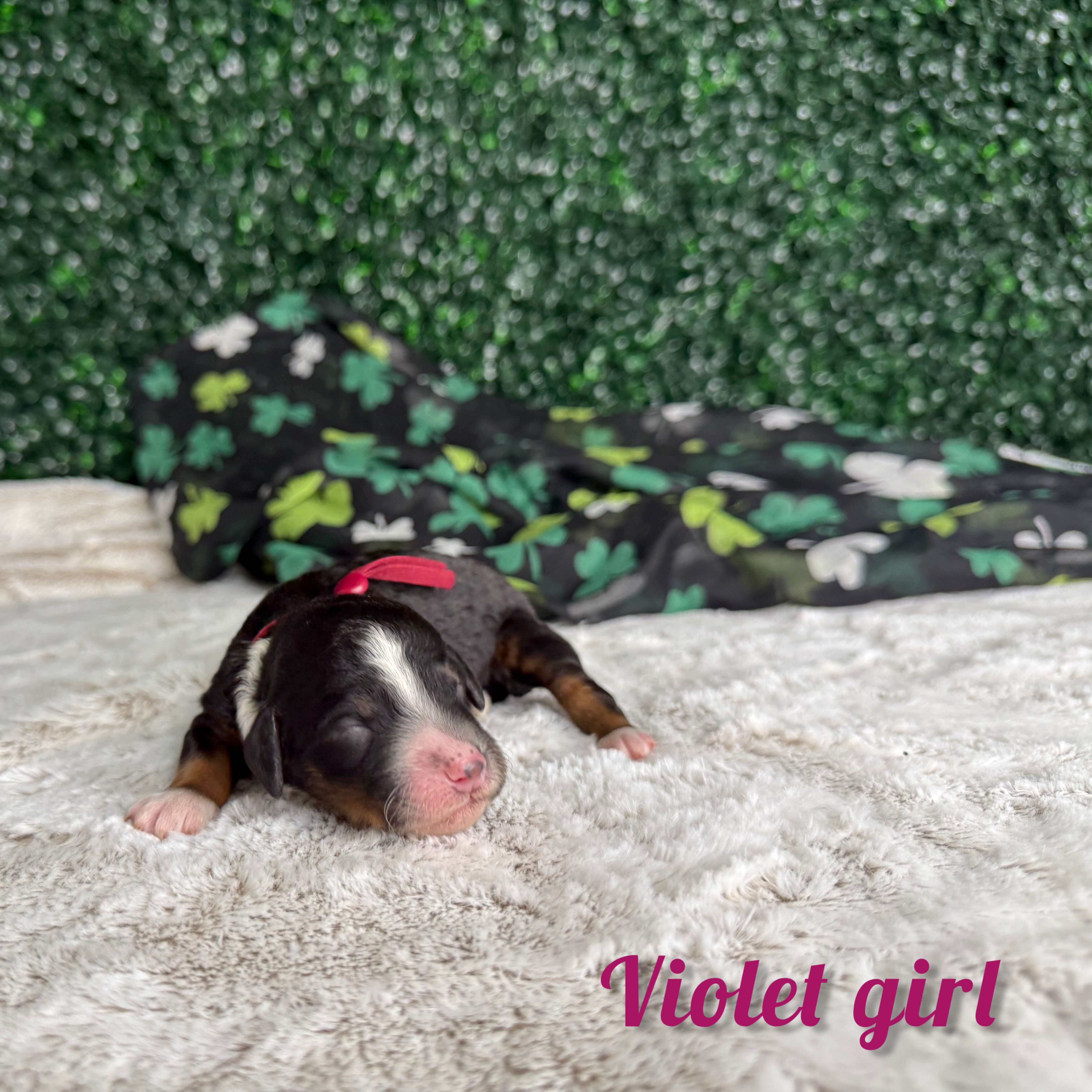 Violet Girl Multigen Bernedoodle (BB3)