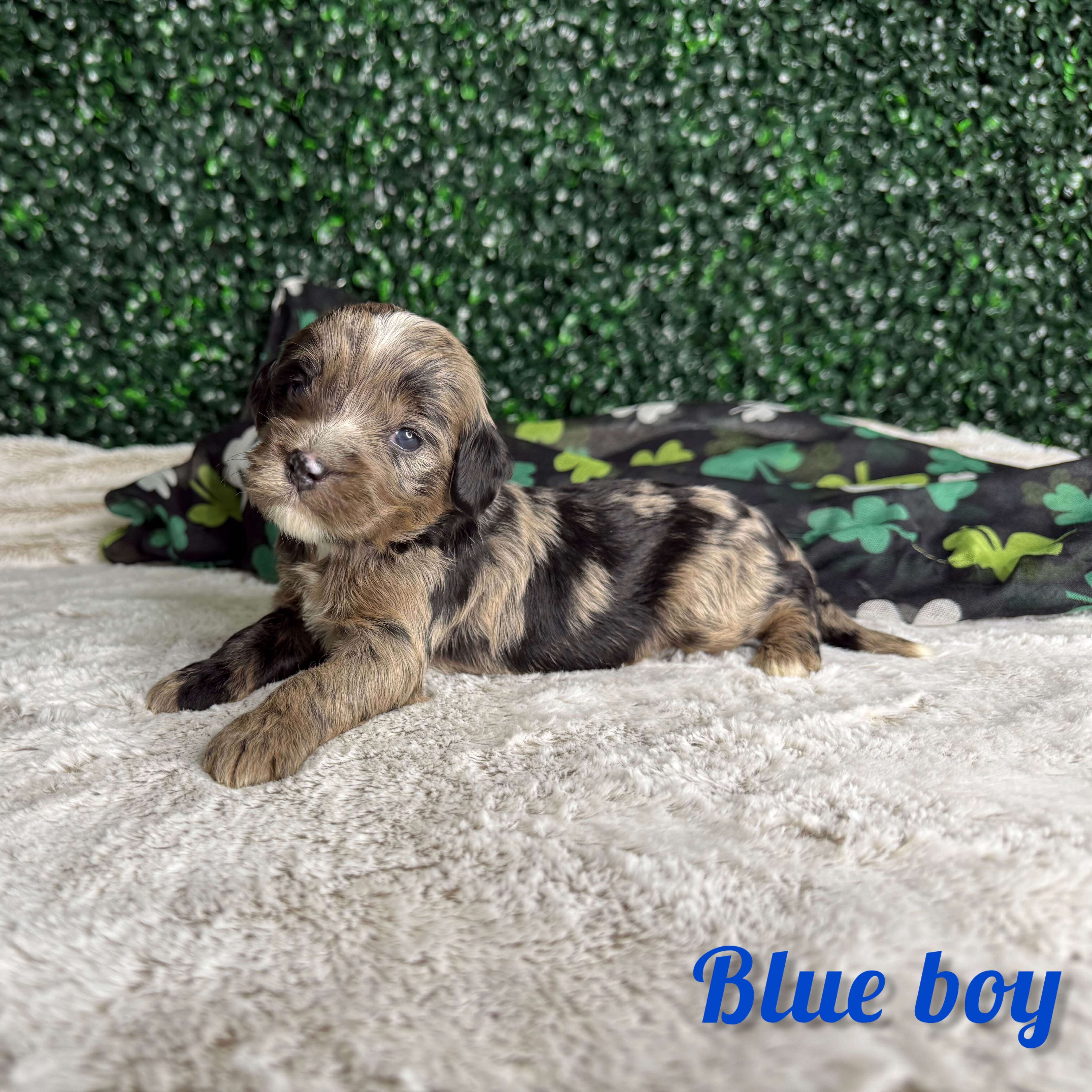 Blue Boy Australian Bernedoodle (MB3)