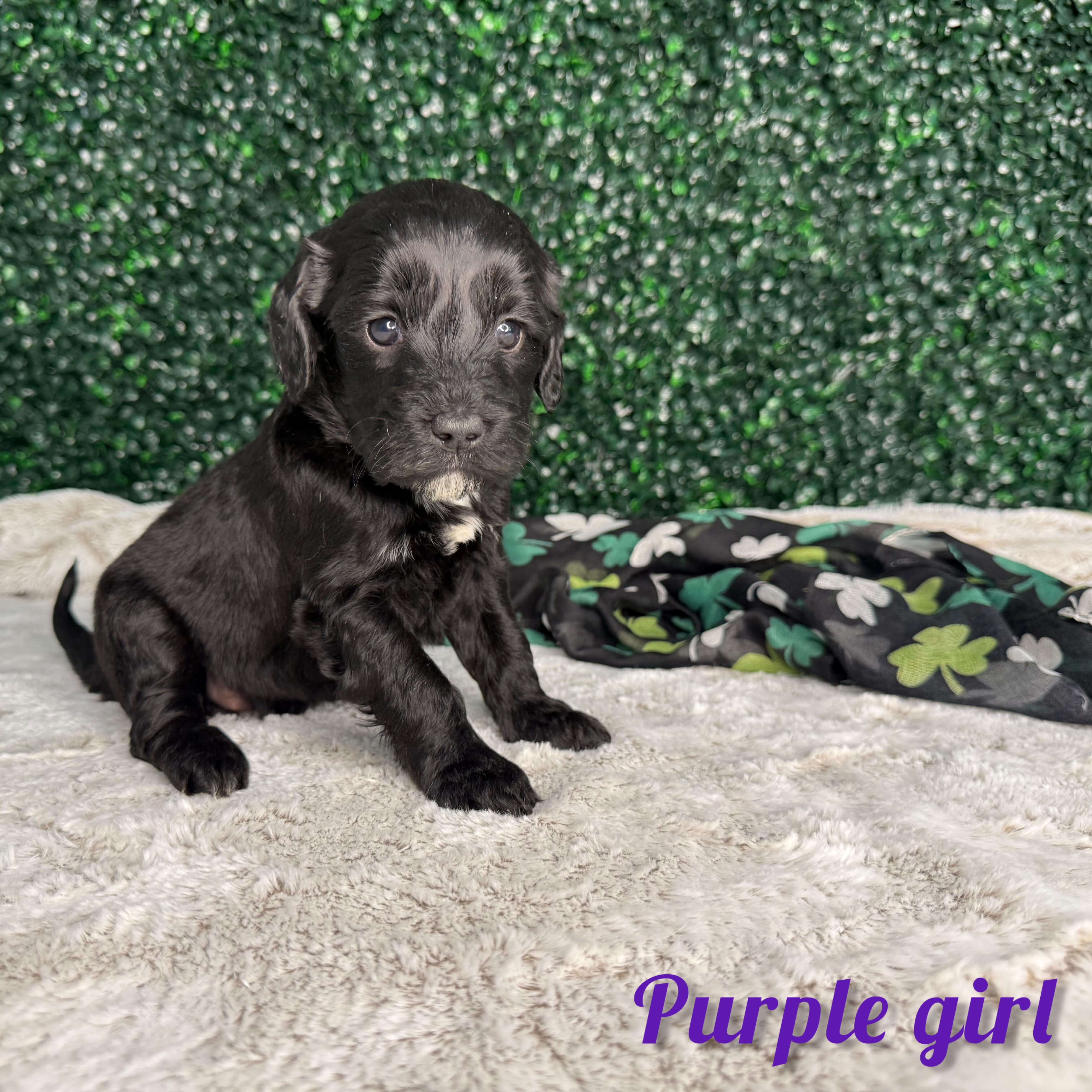Purple Girl Australian Bernedoodle (MB3)