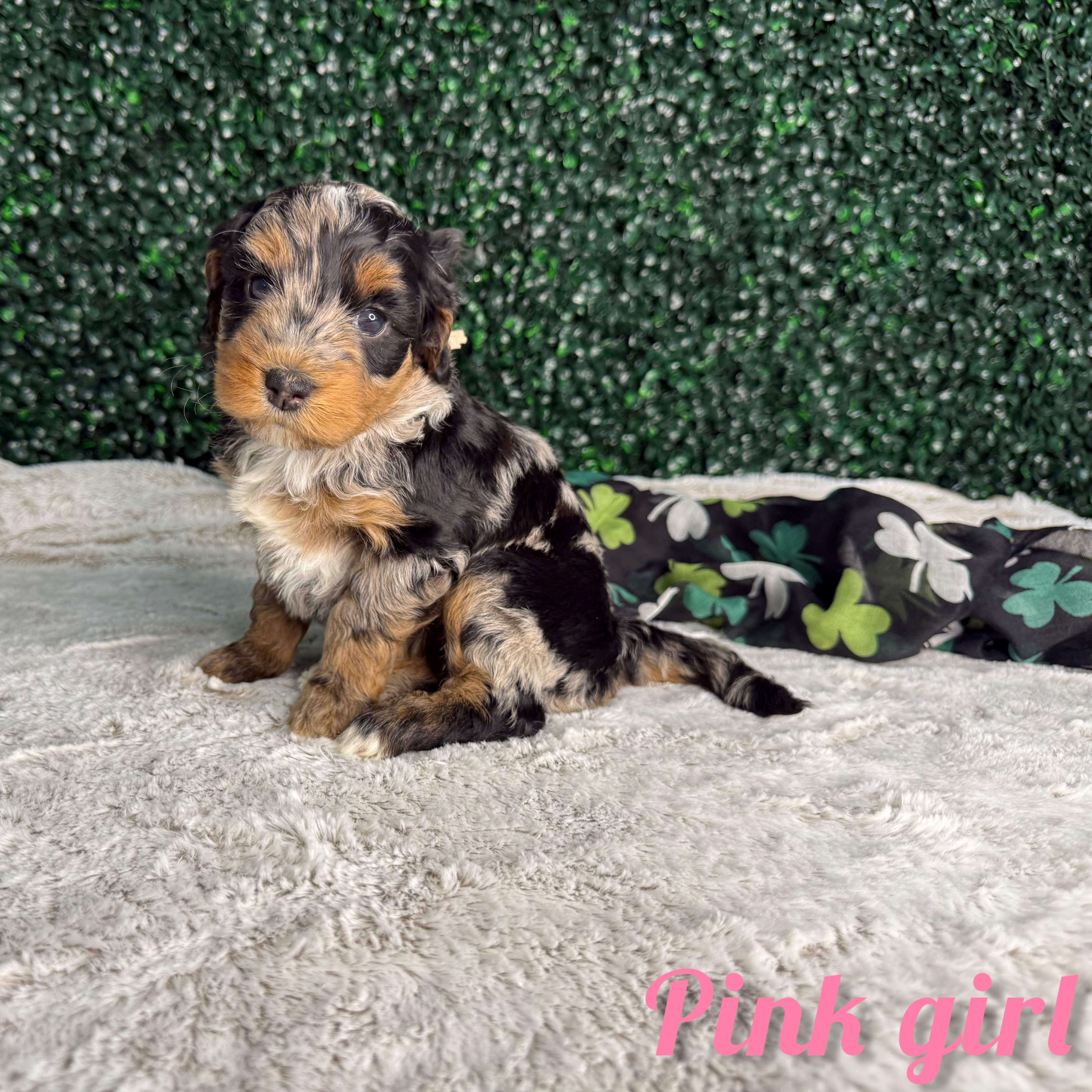 Pink Girl Australian Bernedoodle (MB3)