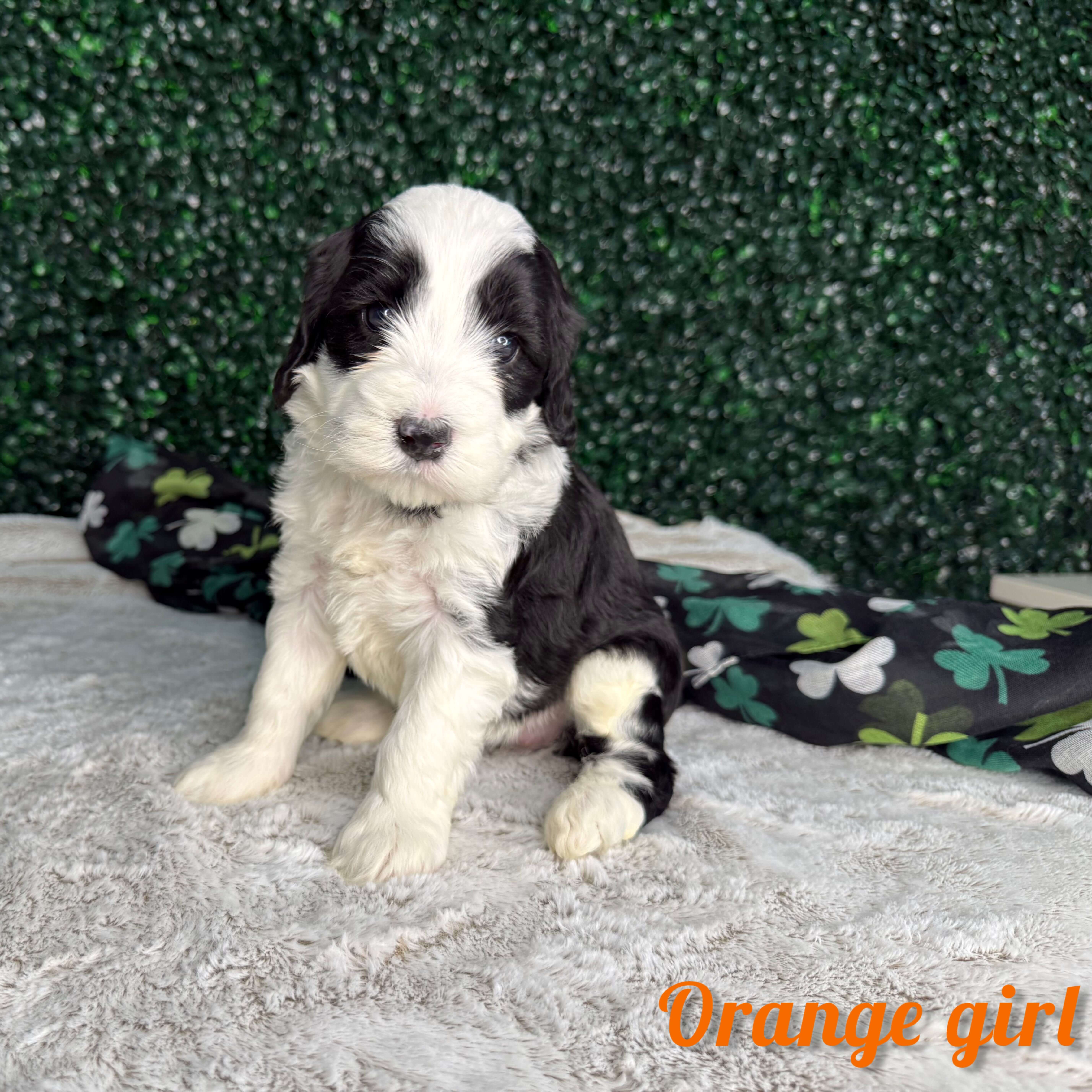 Orange Girl Australian Bernedoodle (MB3)