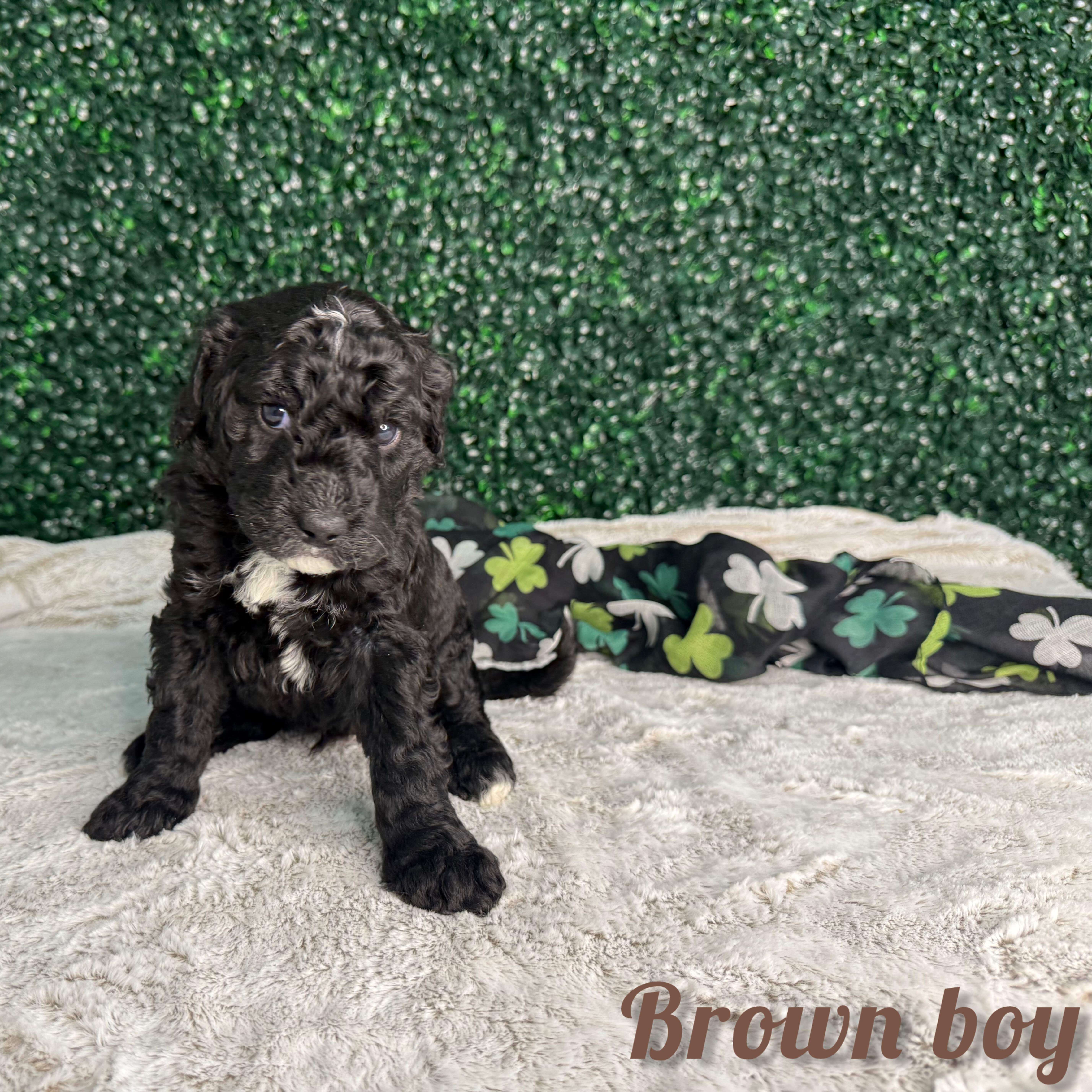 Brown Boy Australian Bernedoodle (MB3)