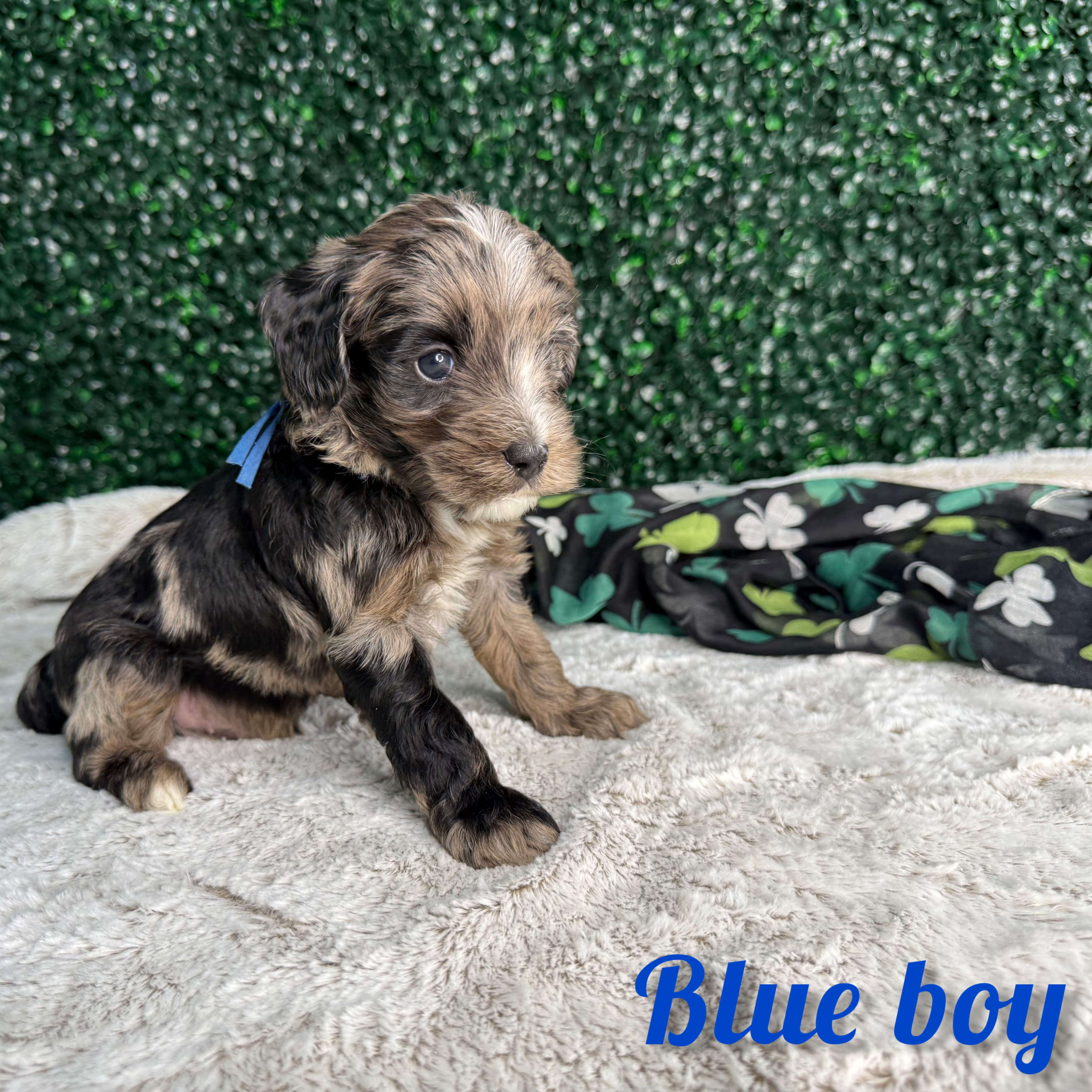 Blue Boy Australian Bernedoodle (MB3)