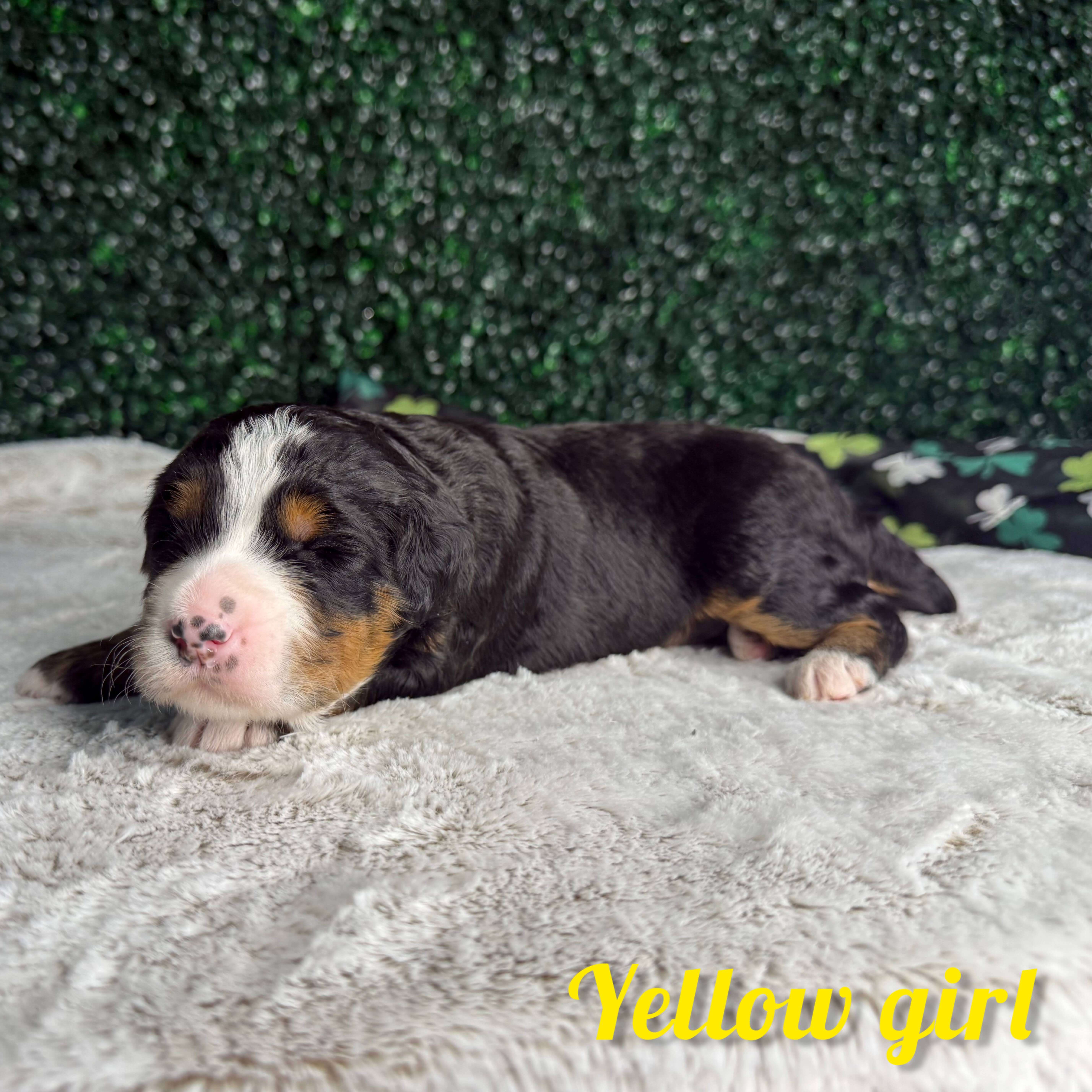 Yellow Girl Multigen Bernedoodle (BB3)