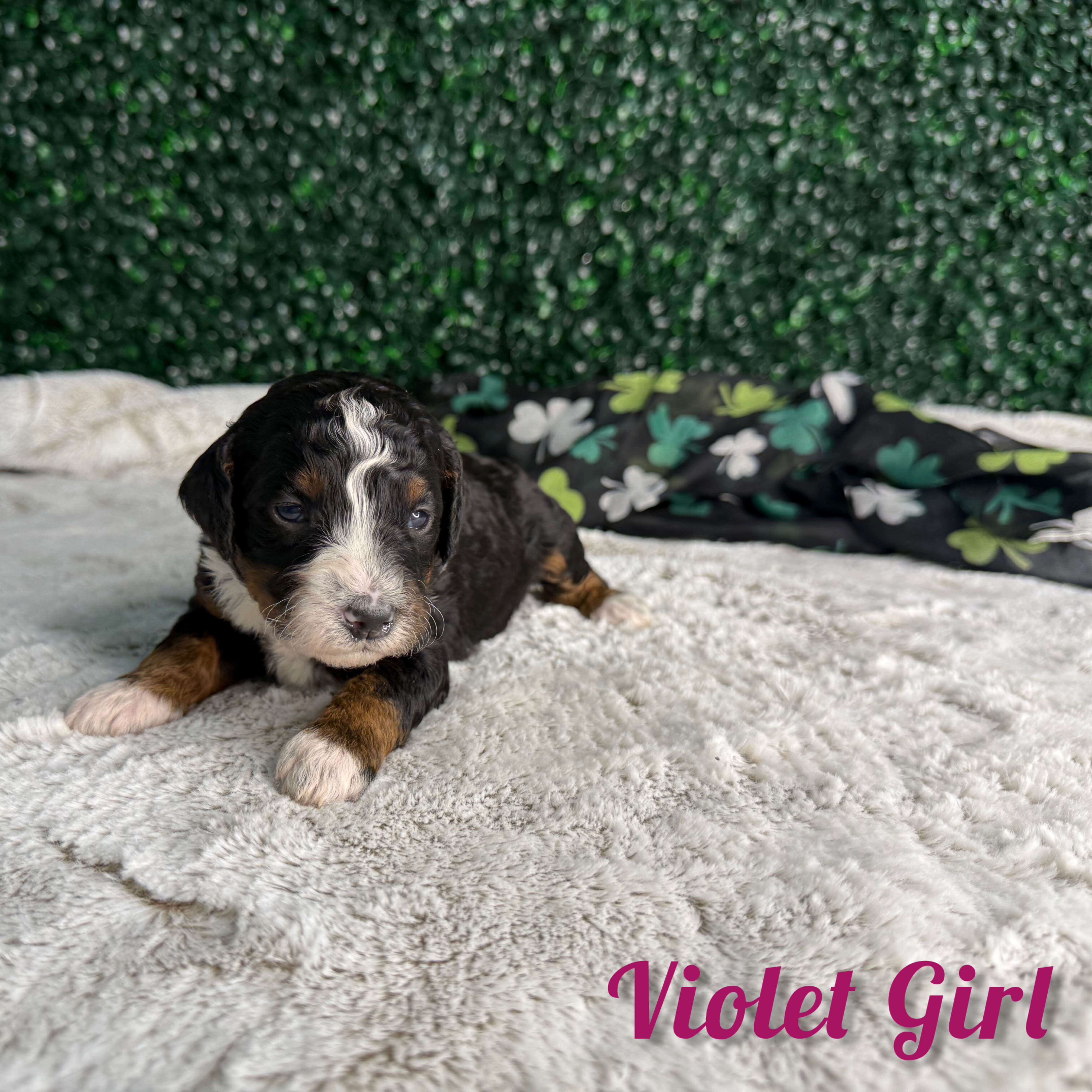 Violet Girl Multigen Bernedoodle (BB3)