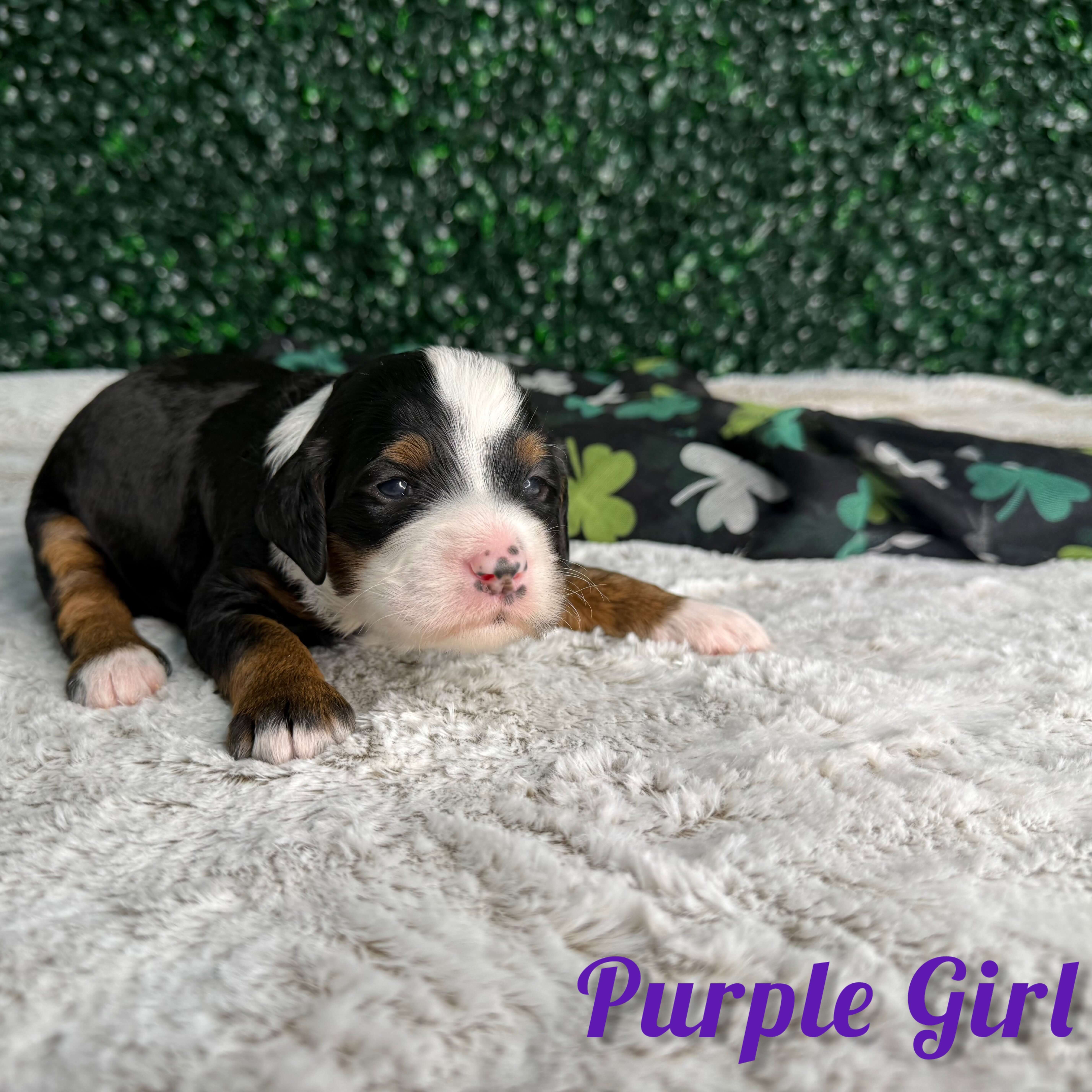 Purple Girl Multigen Bernedoodle (BB3)