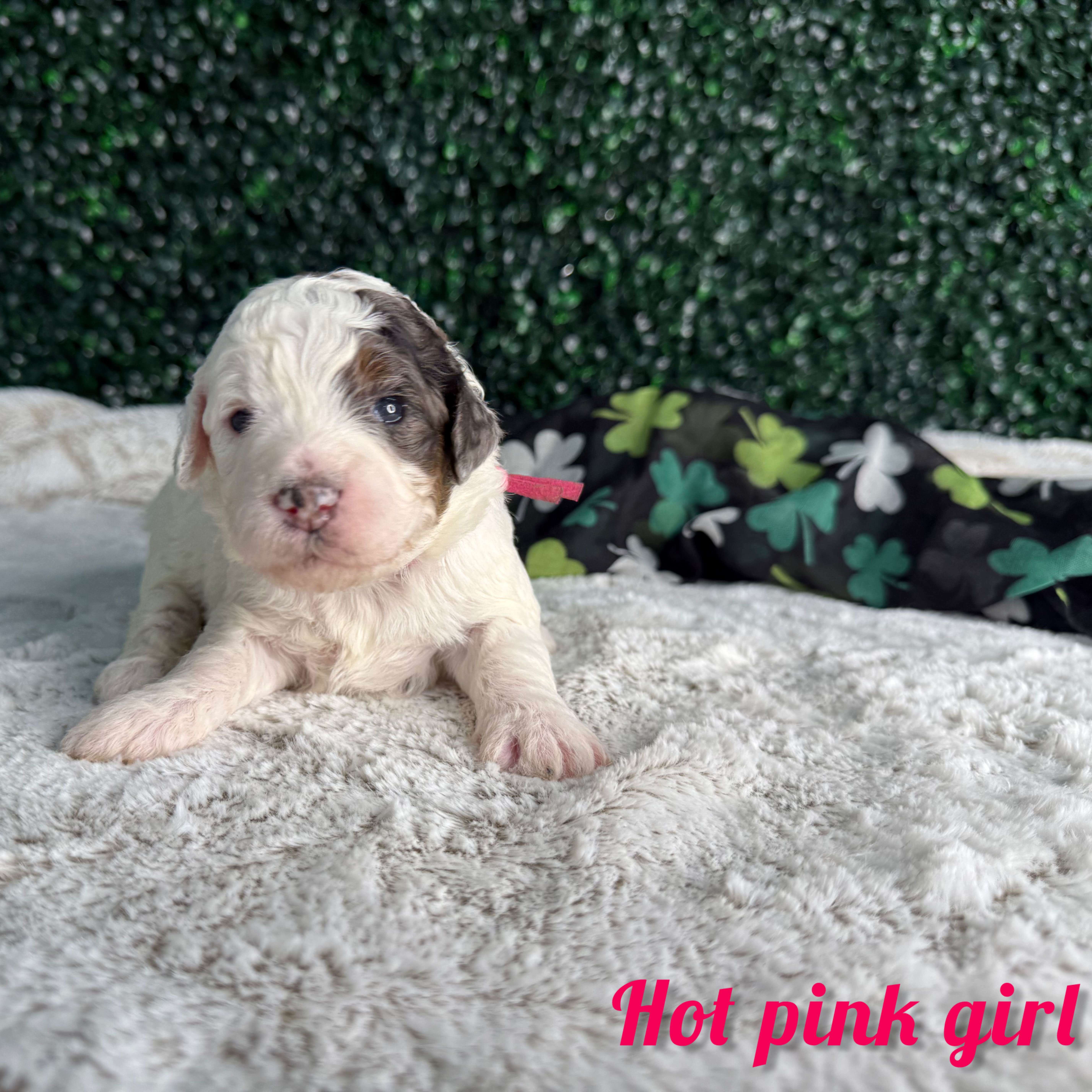 Hot Pink Girl Multigen Bernedoodle (BB3) 