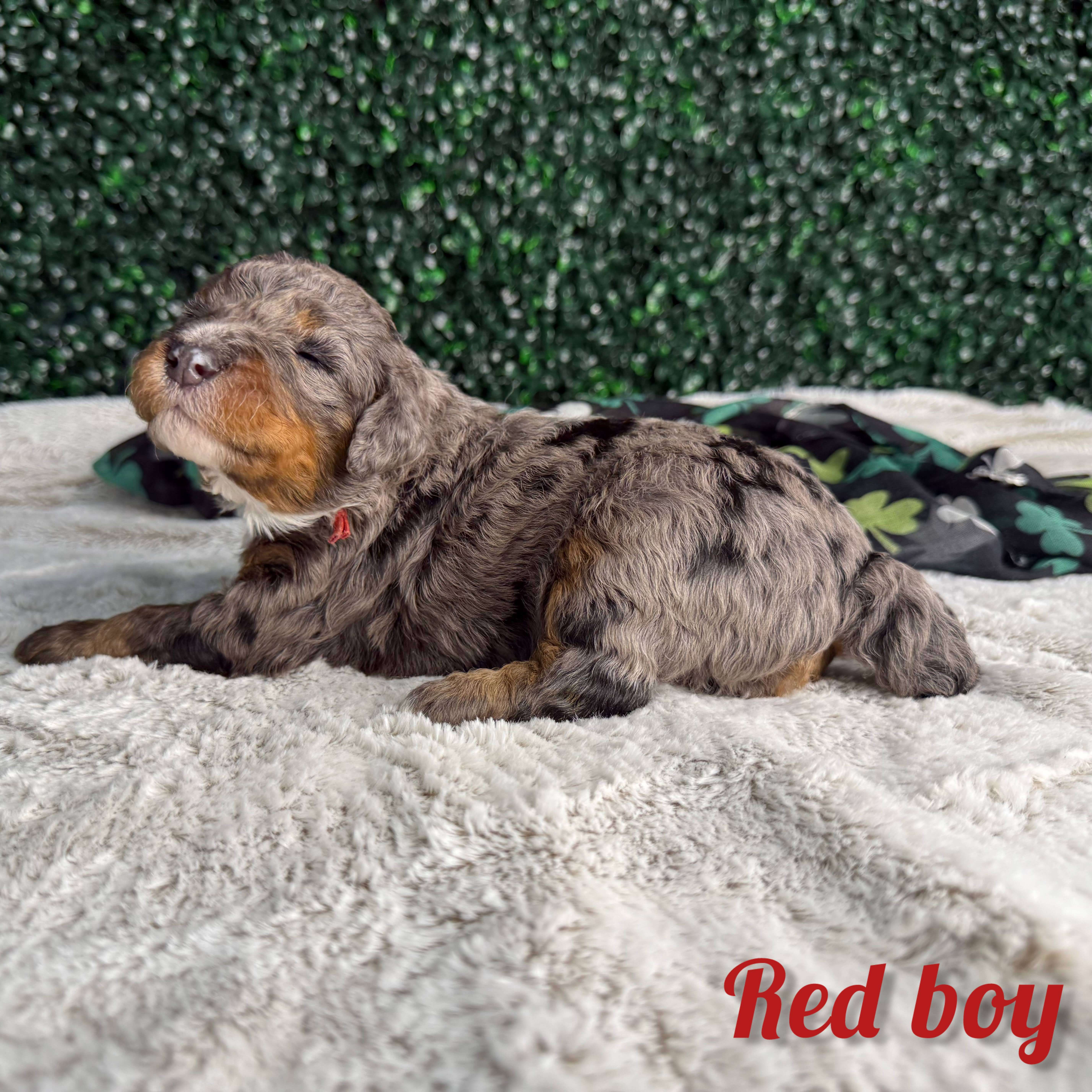 Red Boy Multigen Bernedoodle (BB3) 