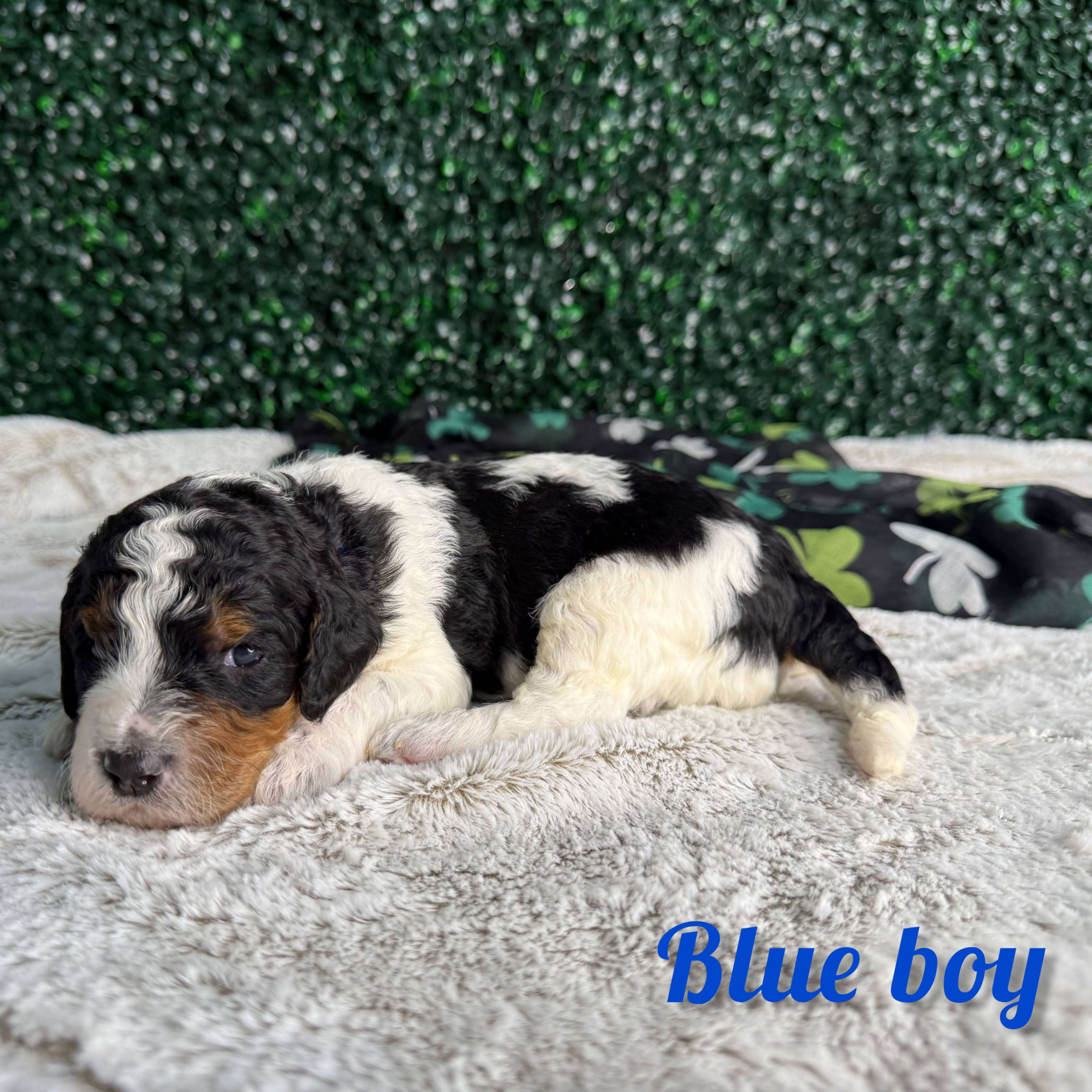 Blue Boy Multigen Bernedoodle (BB3)
