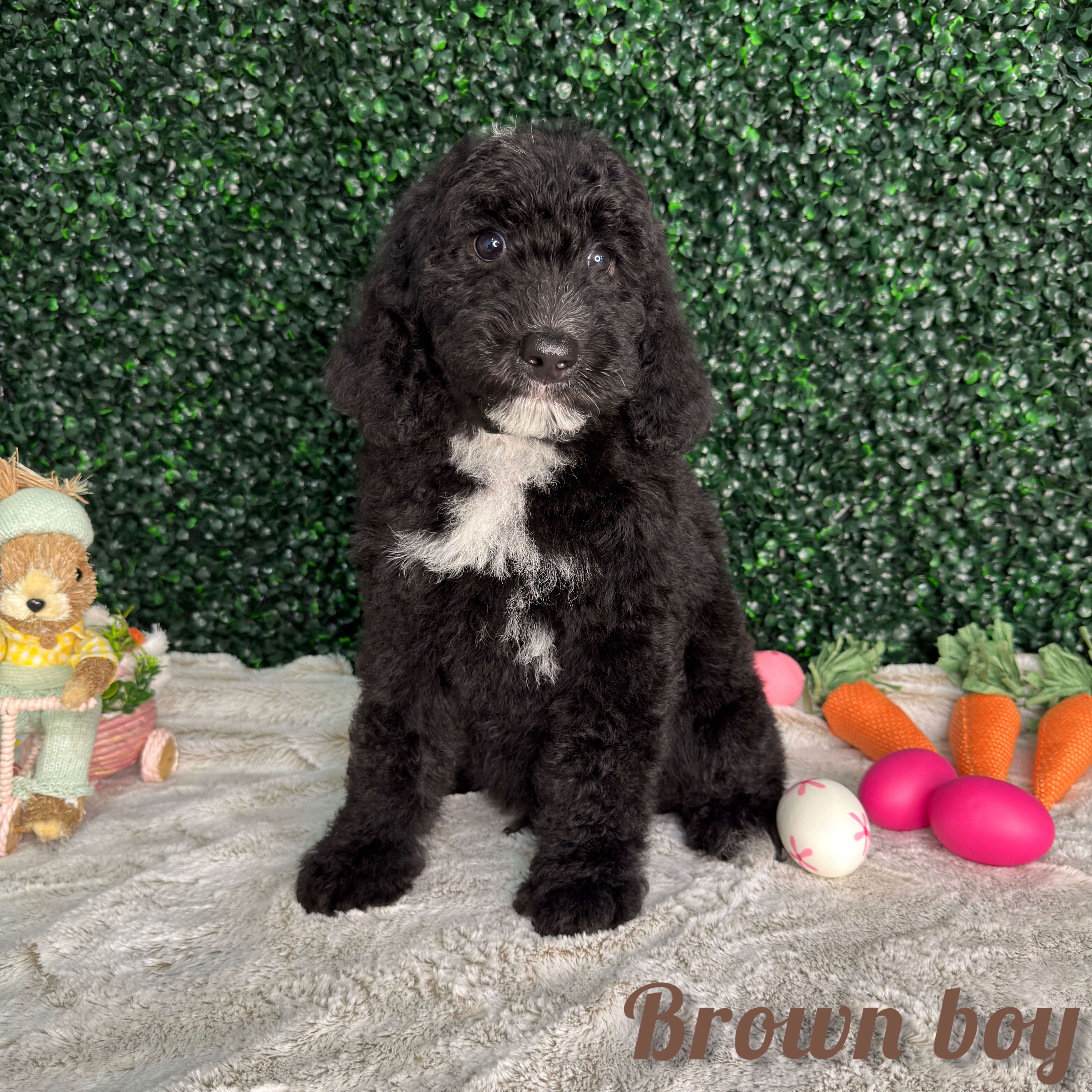 Brown Boy Australian Bernedoodle (MB3)