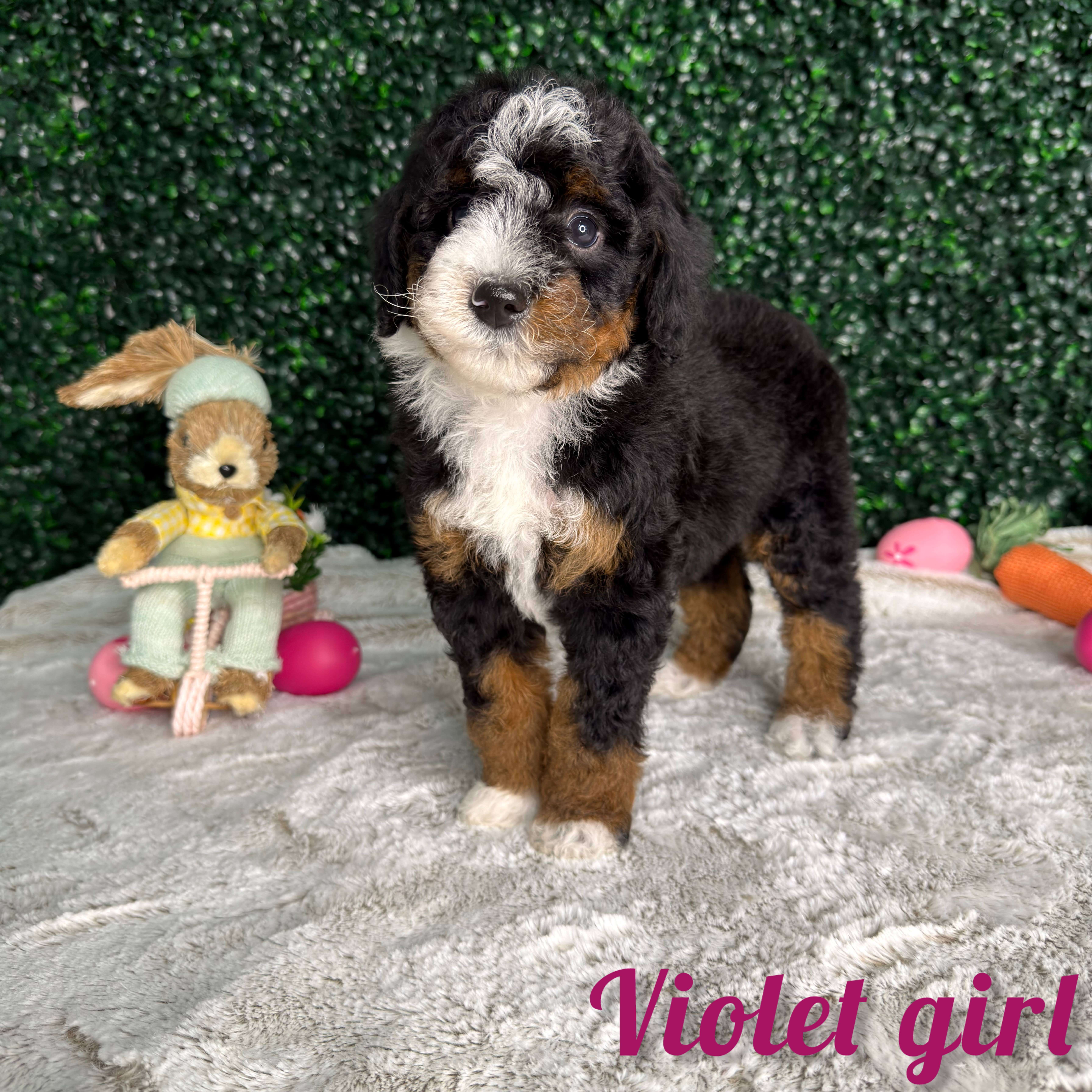 Violet Girl Multigen Bernedoodle (BB3)
