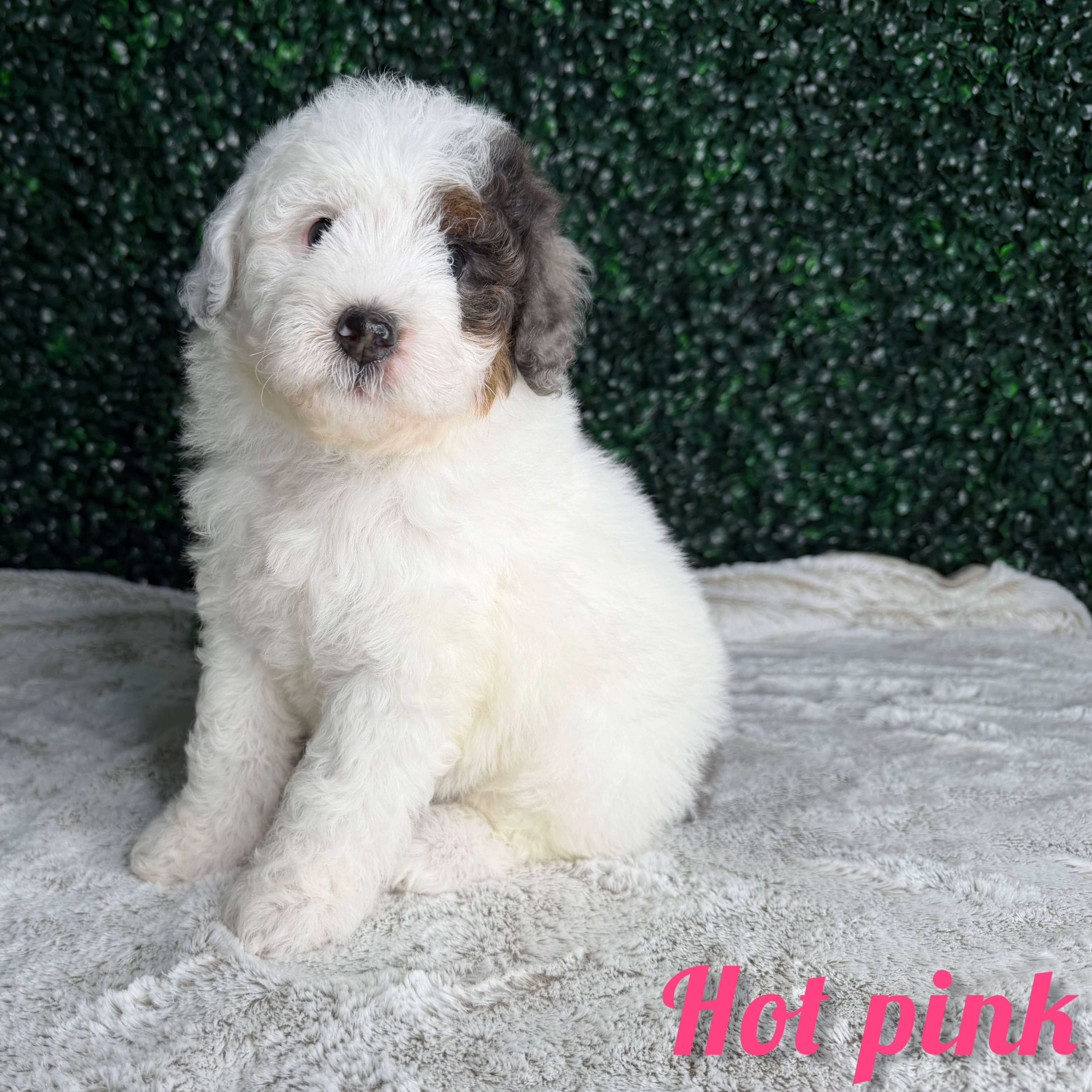 Hot Pink Girl Multigen Bernedoodle (BB3) 