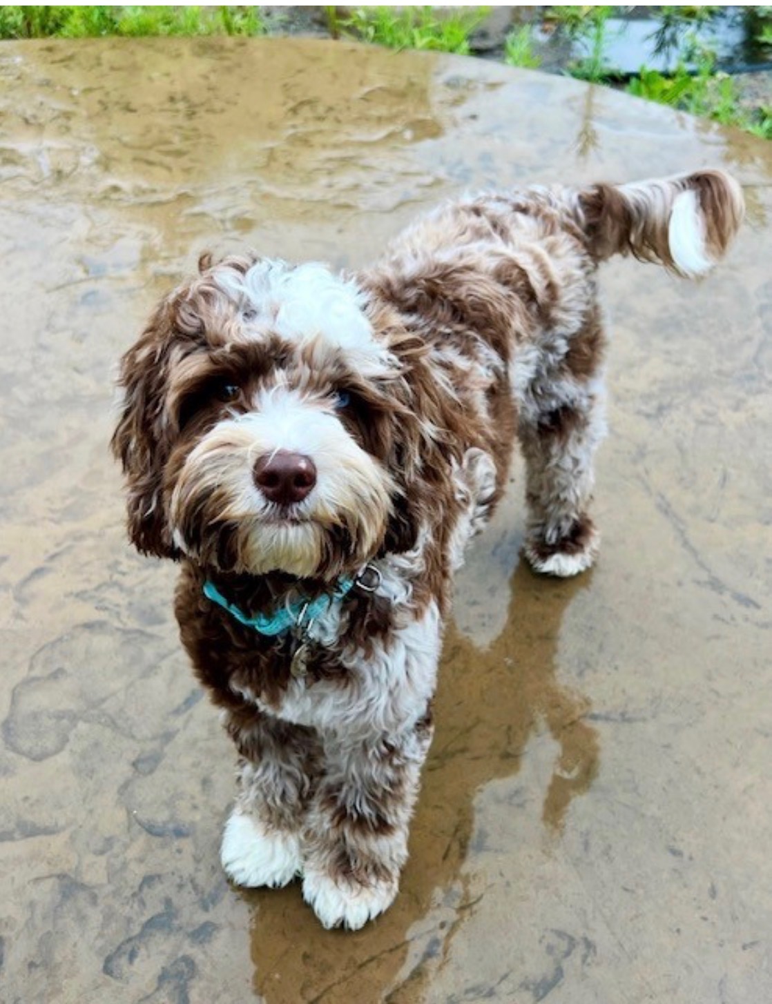 Nova australian labradoodle from two doods doodles modesto CA
