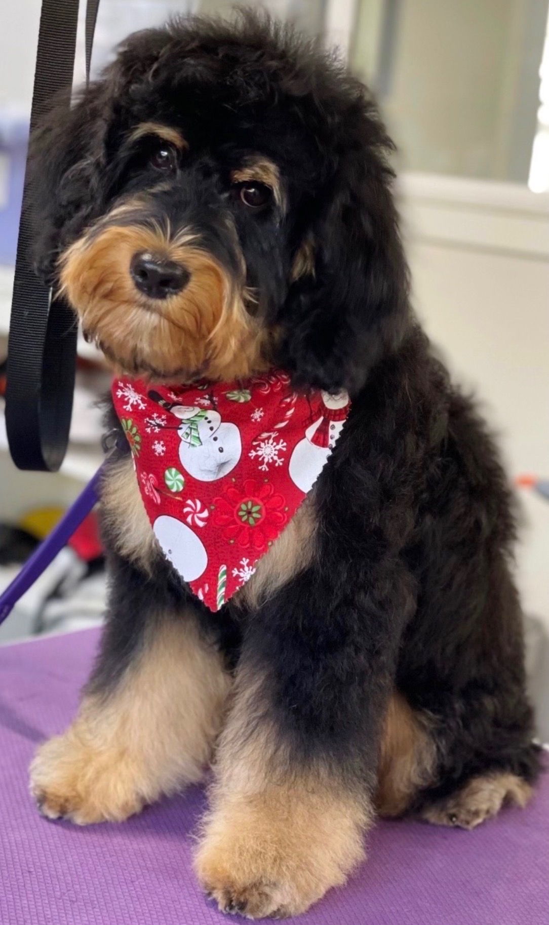 Bernie Bernedoodle from Two Doods Doodles Modesto CA