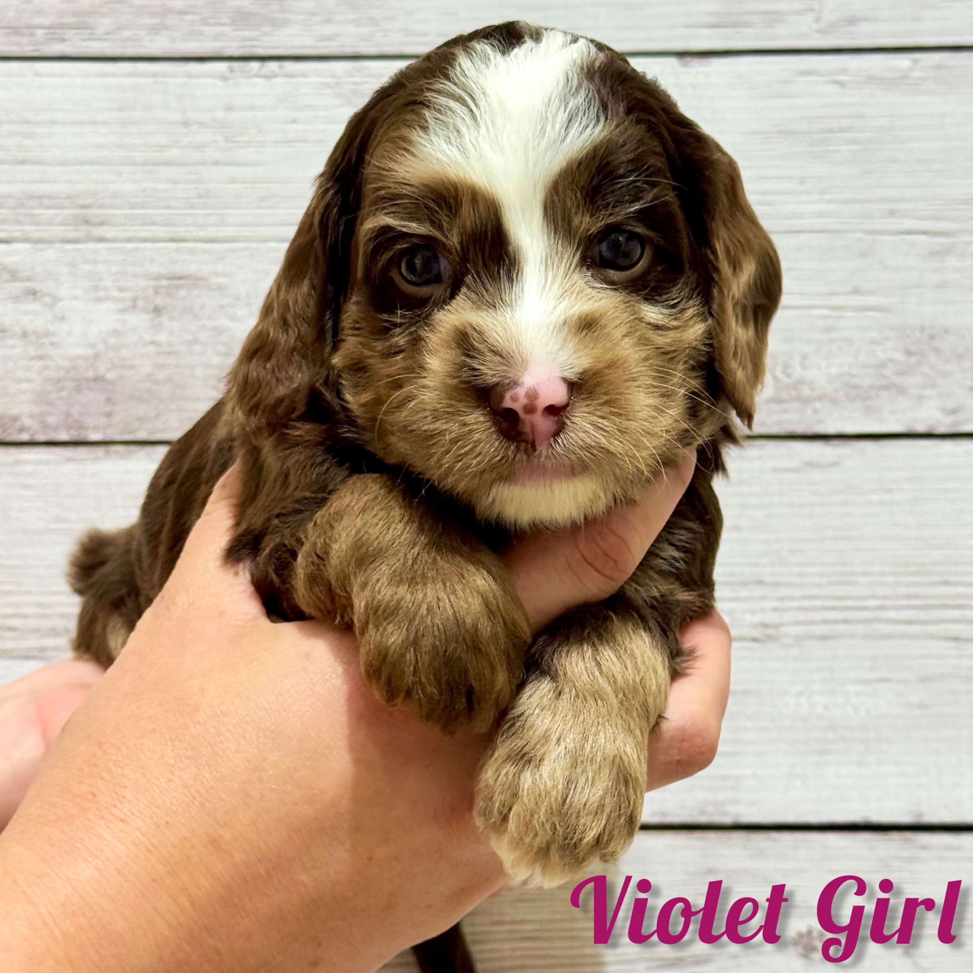Violet Girl Australian Bernedoodle (NB)
