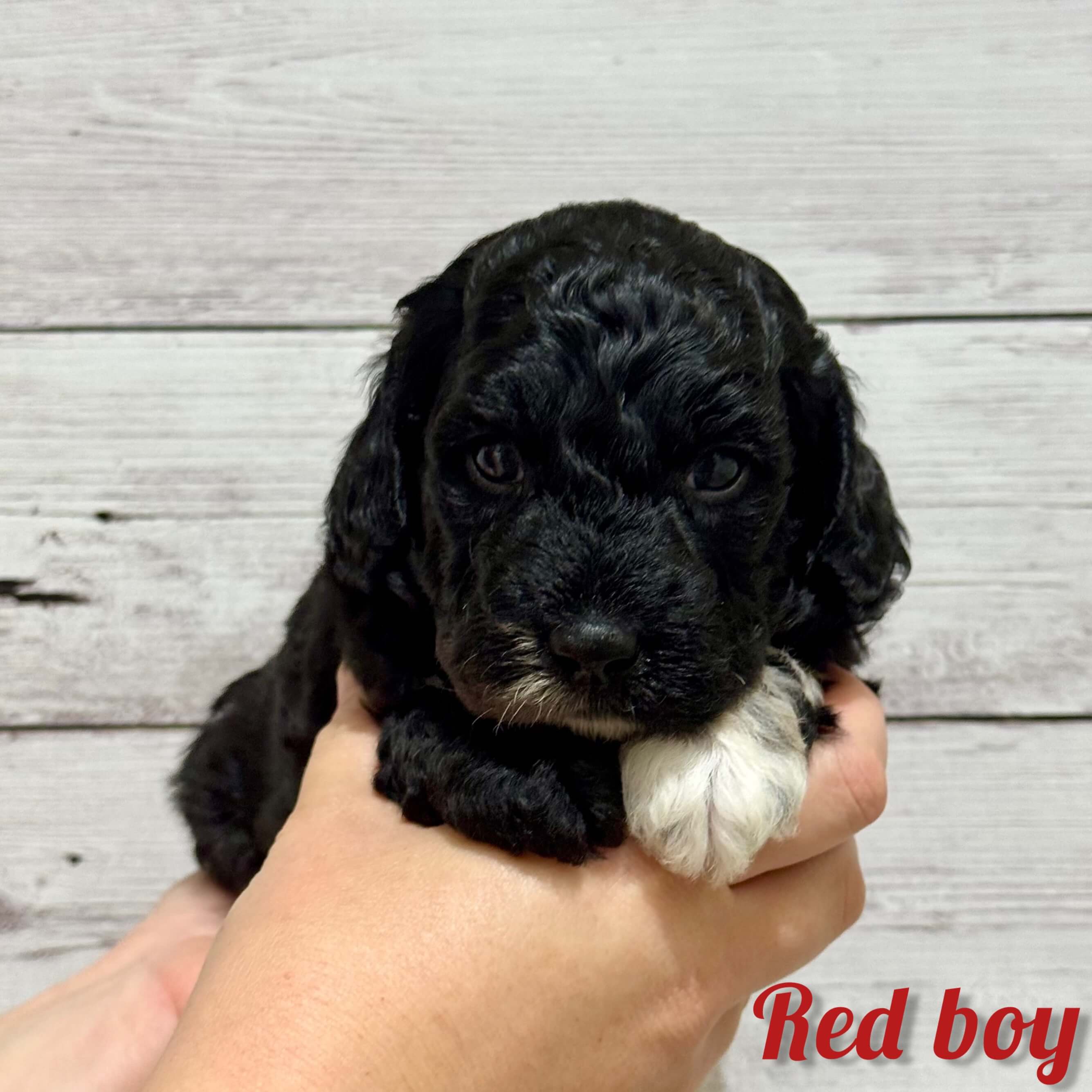 Red Boy Australian Bernedoodle (NB)