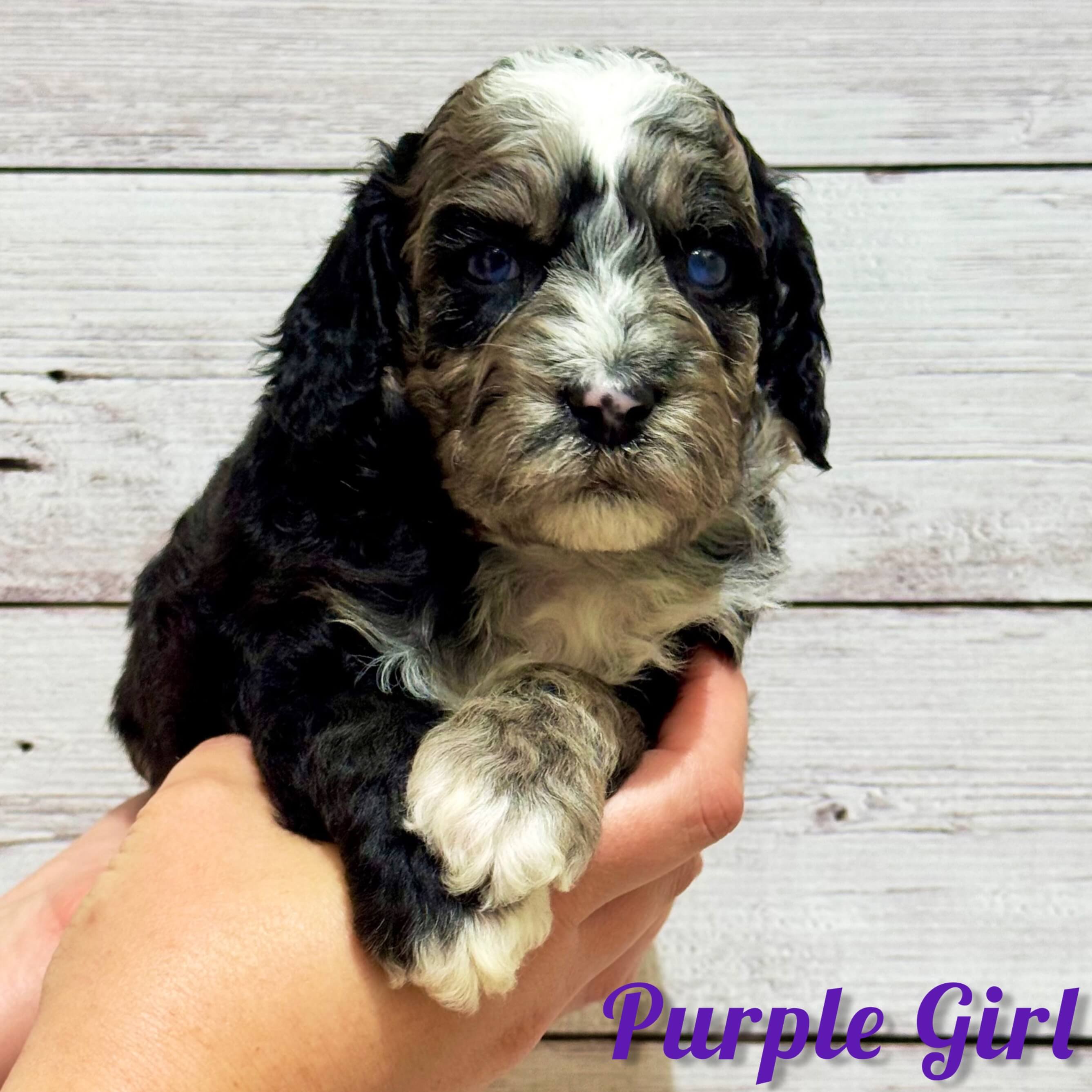 Purple Girl Australian Bernedoodle (NB)