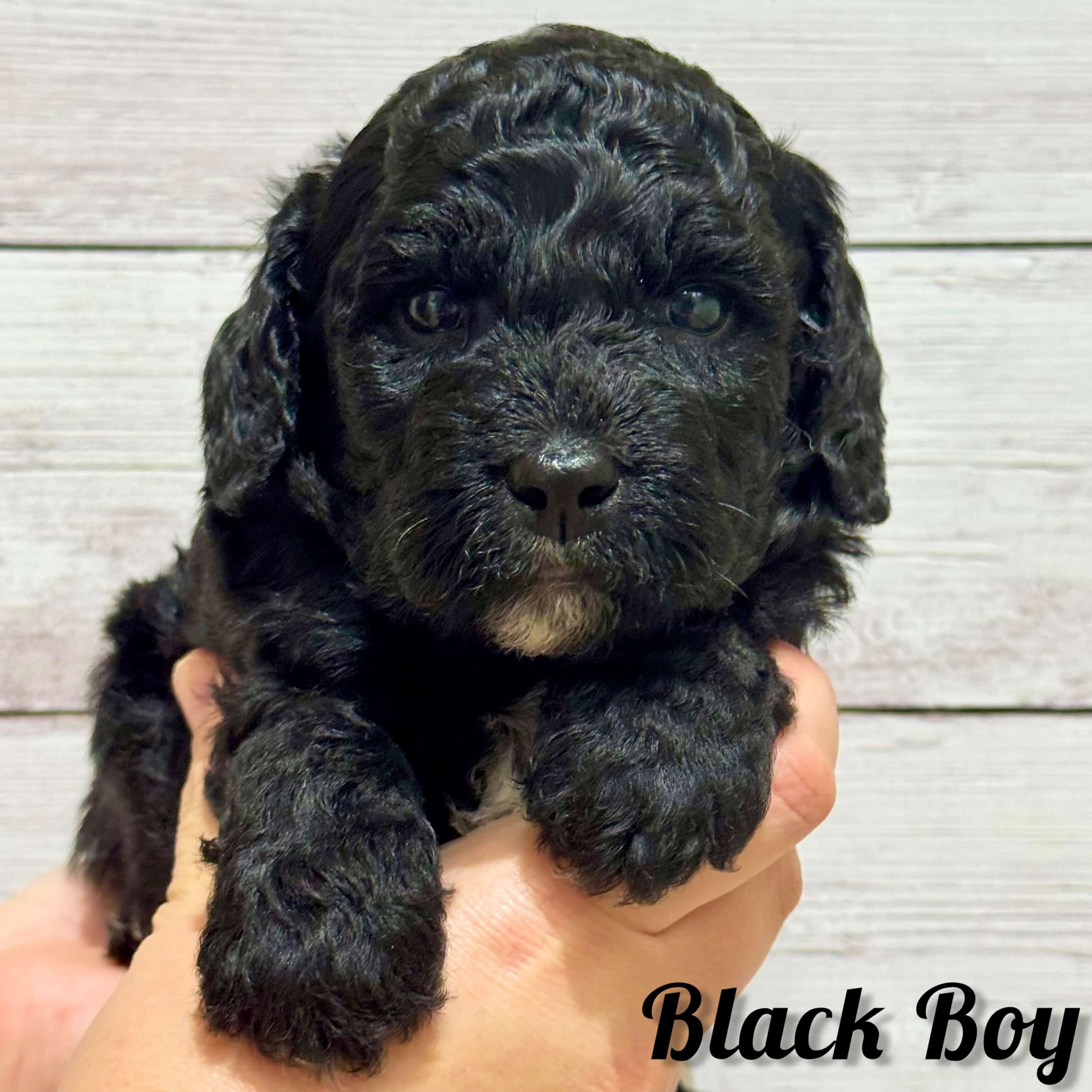 Black Boy Australian Bernedoodle (NB)