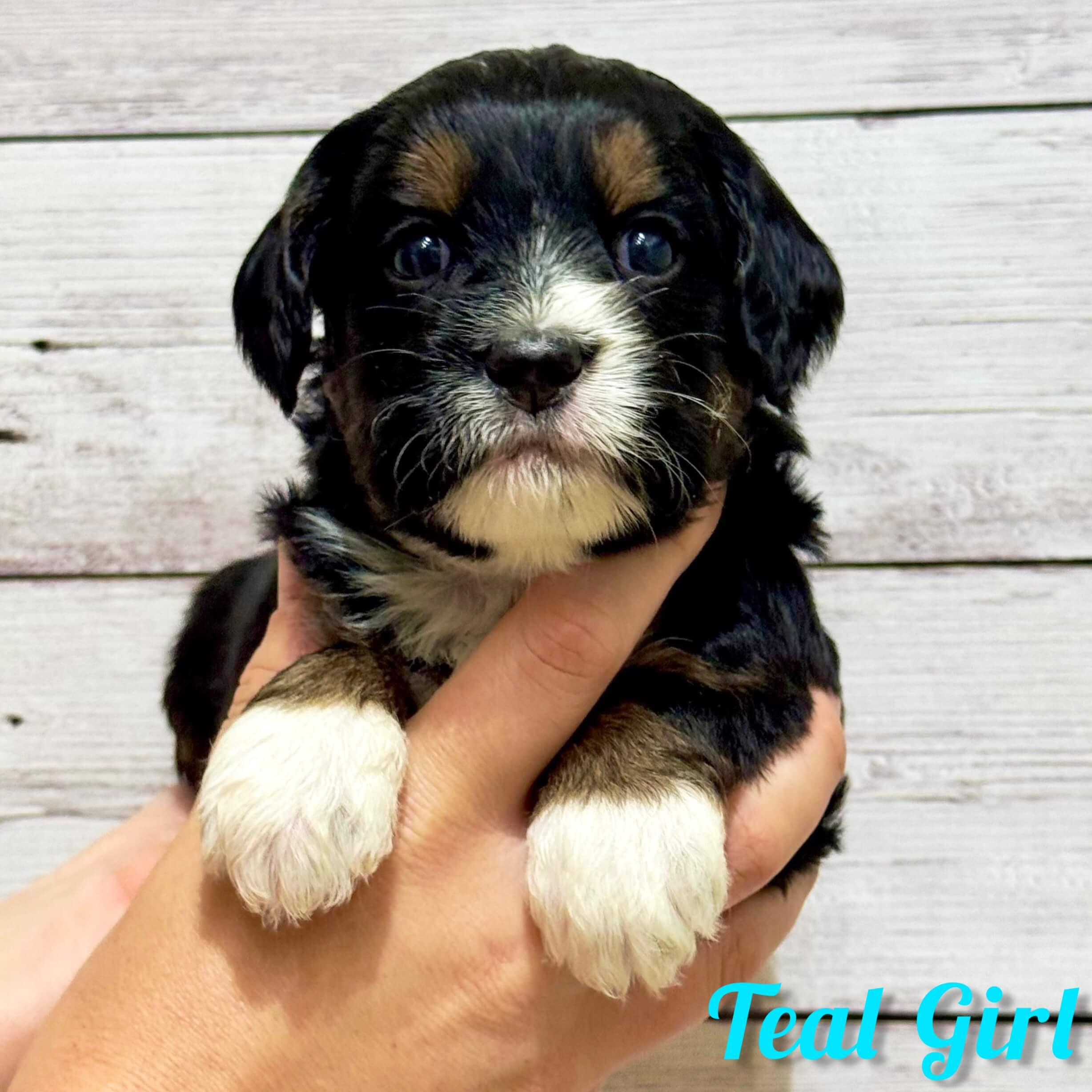 Teal Girl Australian Bernedoodle (NB)