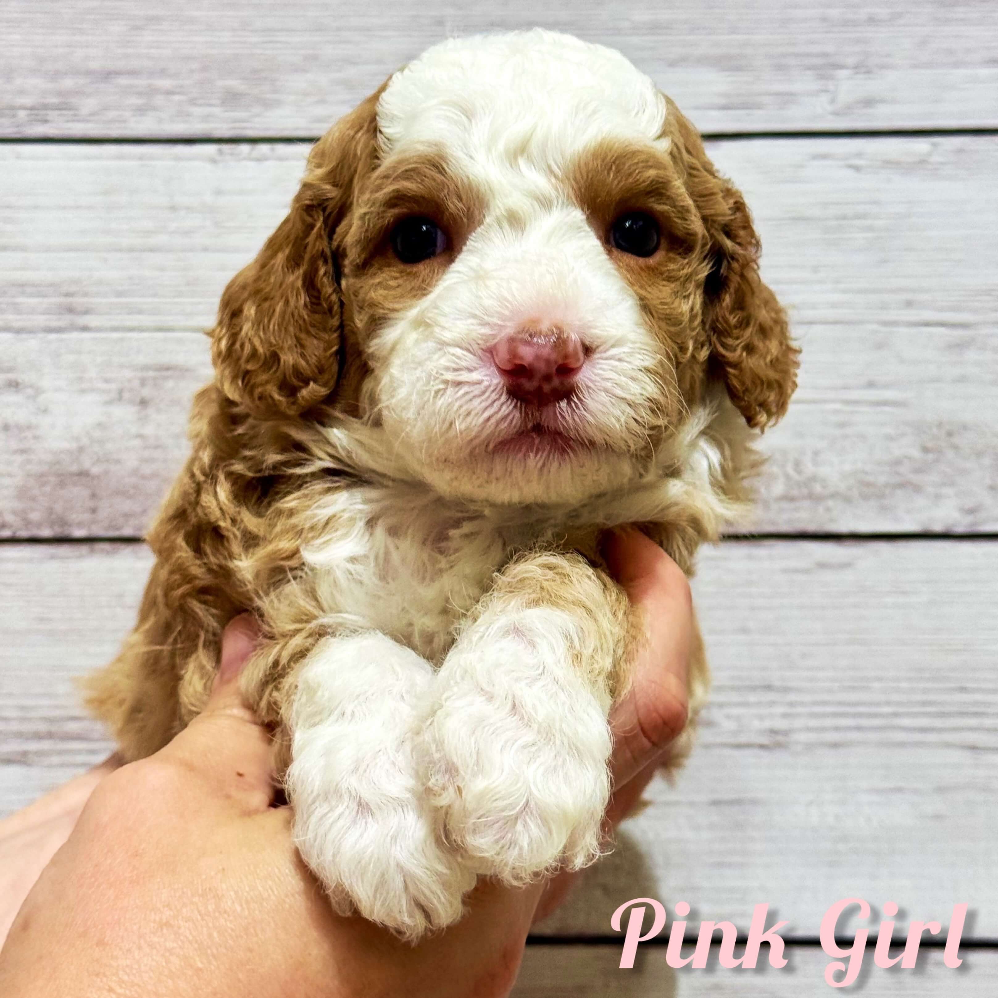 Pink Girl Australian Bernedoodle (NB)