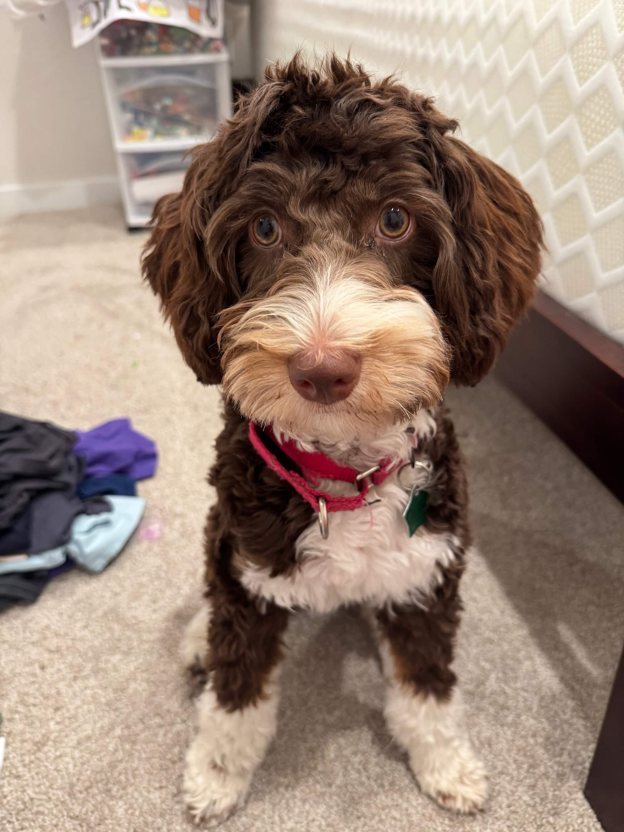 rebel australian bernedoodle