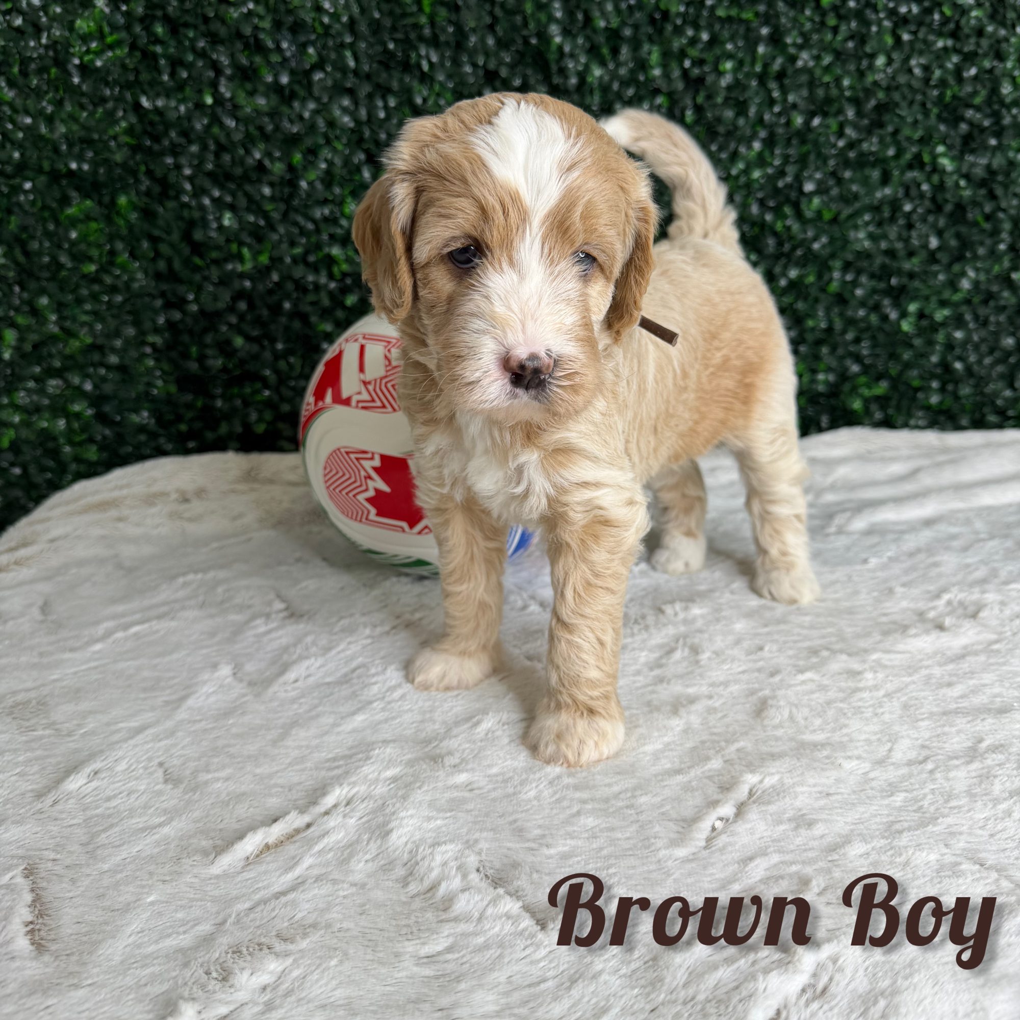 Brown Boy Australian Bernedoodle (DK)