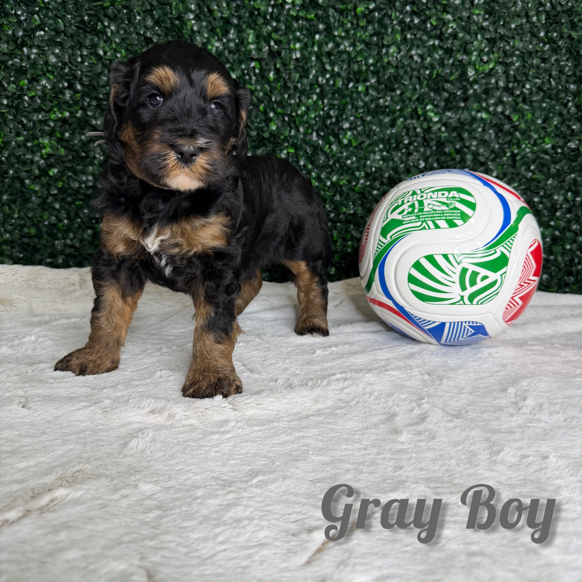 Gray Boy Australian Bernedoodle (DK)