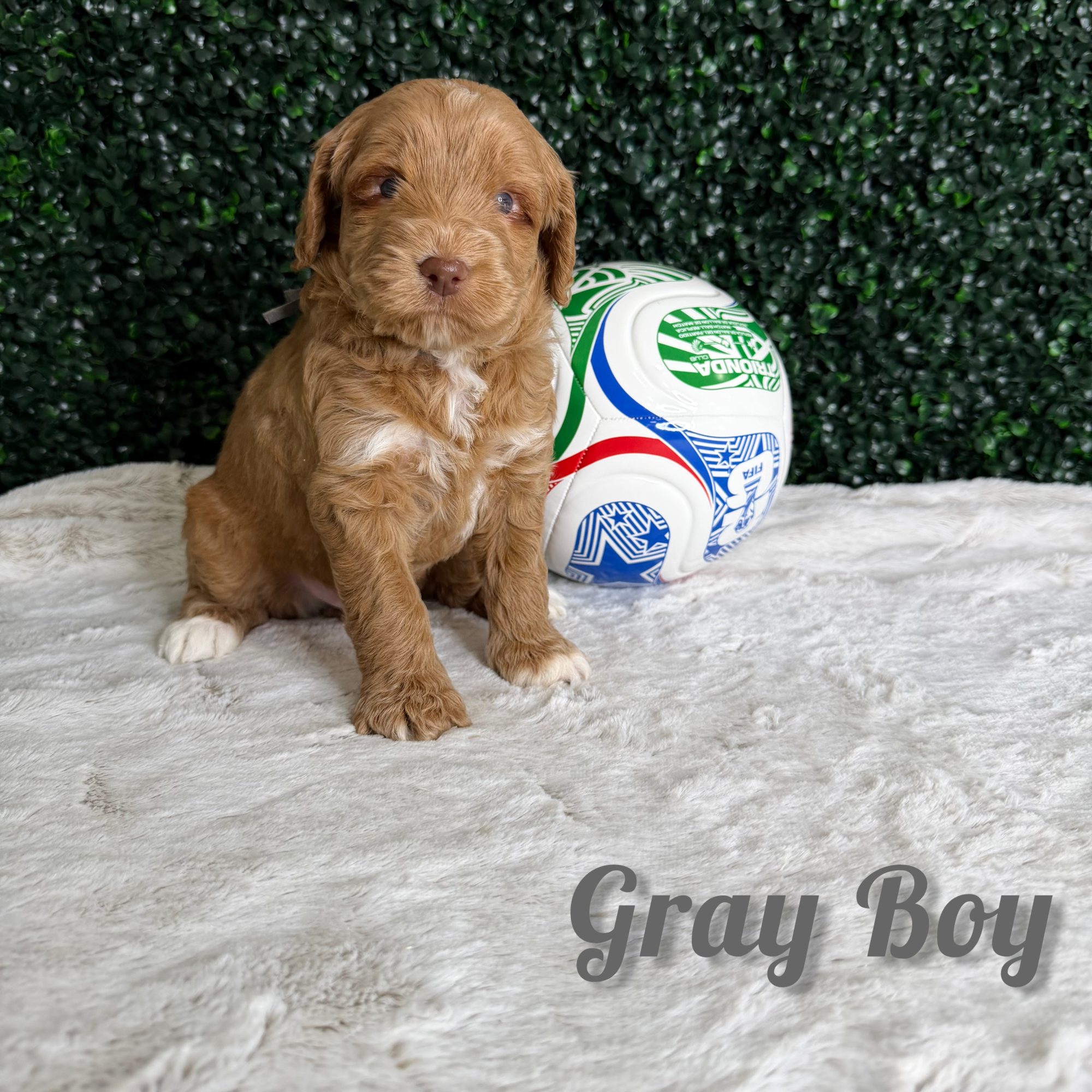 Gray Boy Australian Bernedoodle (LT)