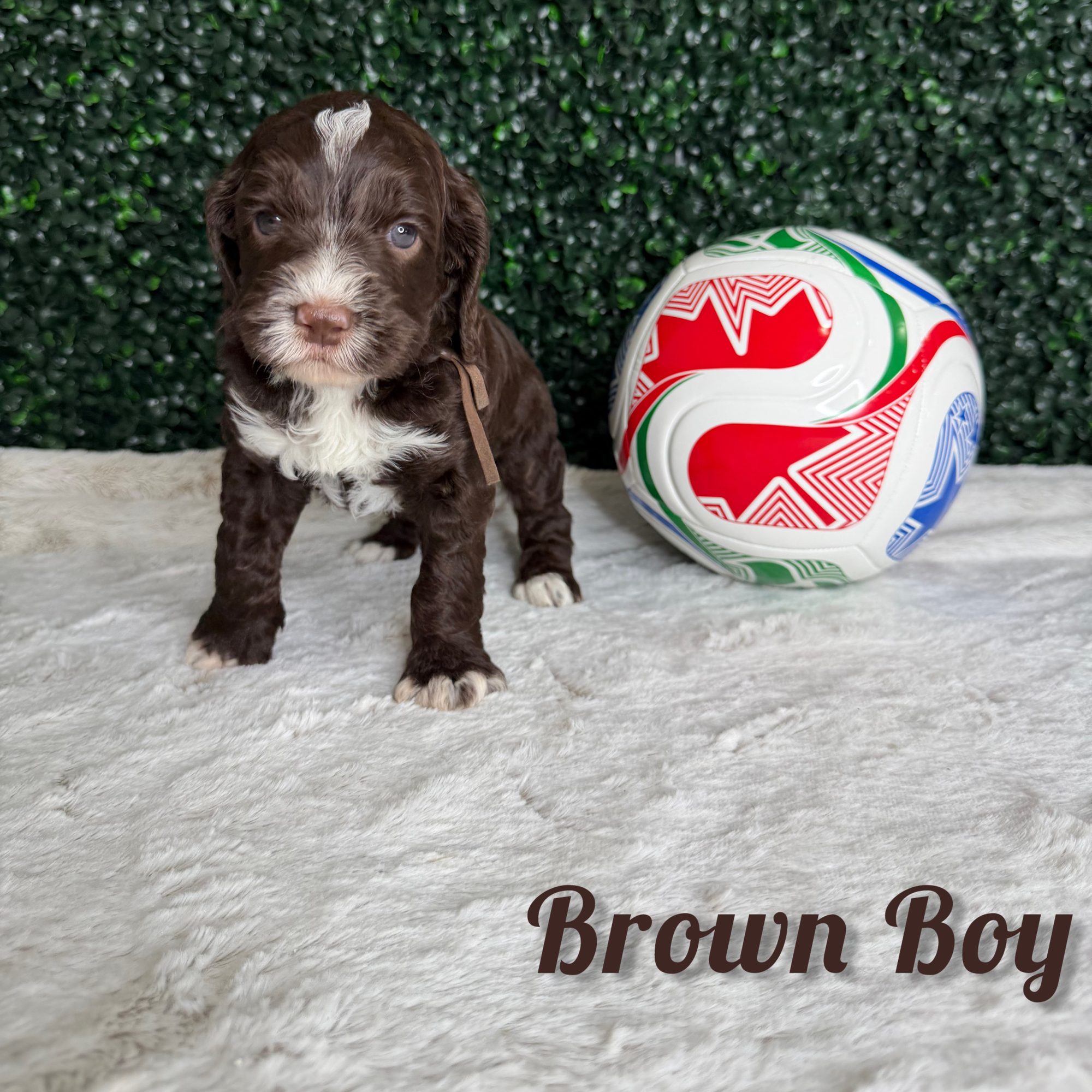 Brown Boy Australian Bernedoodle (LT)