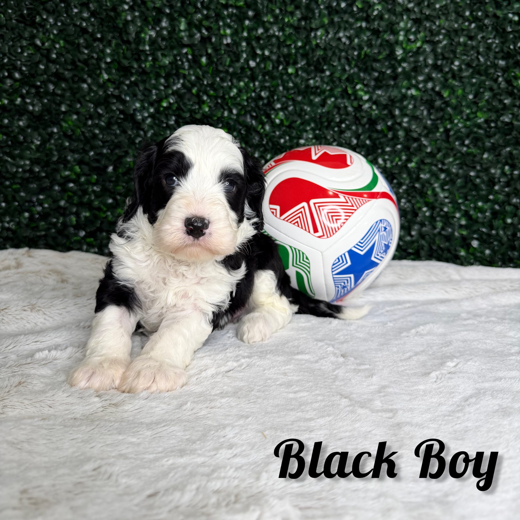 Black Boy Australian Bernedoodle (LT)