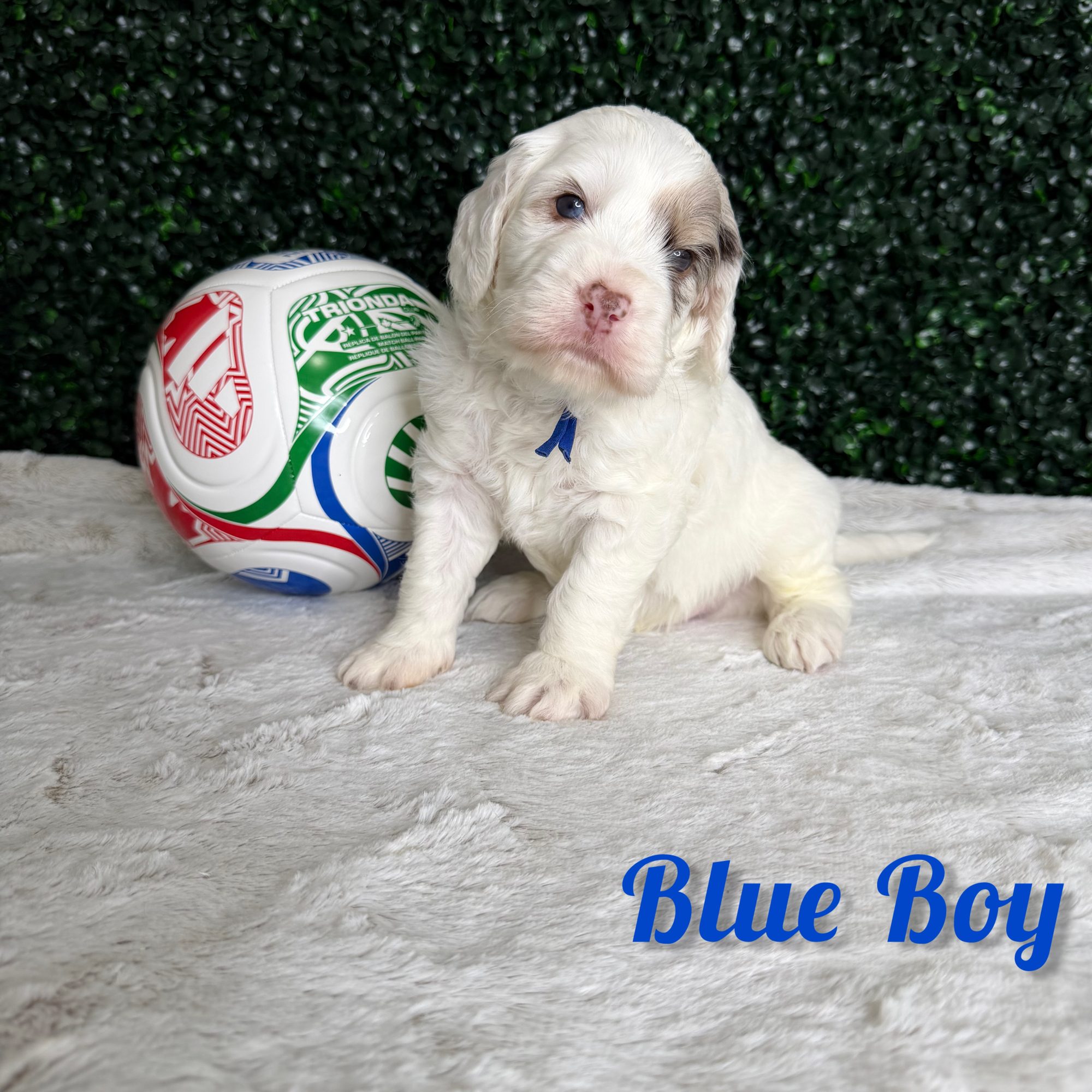 Blue Boy Australian Bernedoodle (LT)