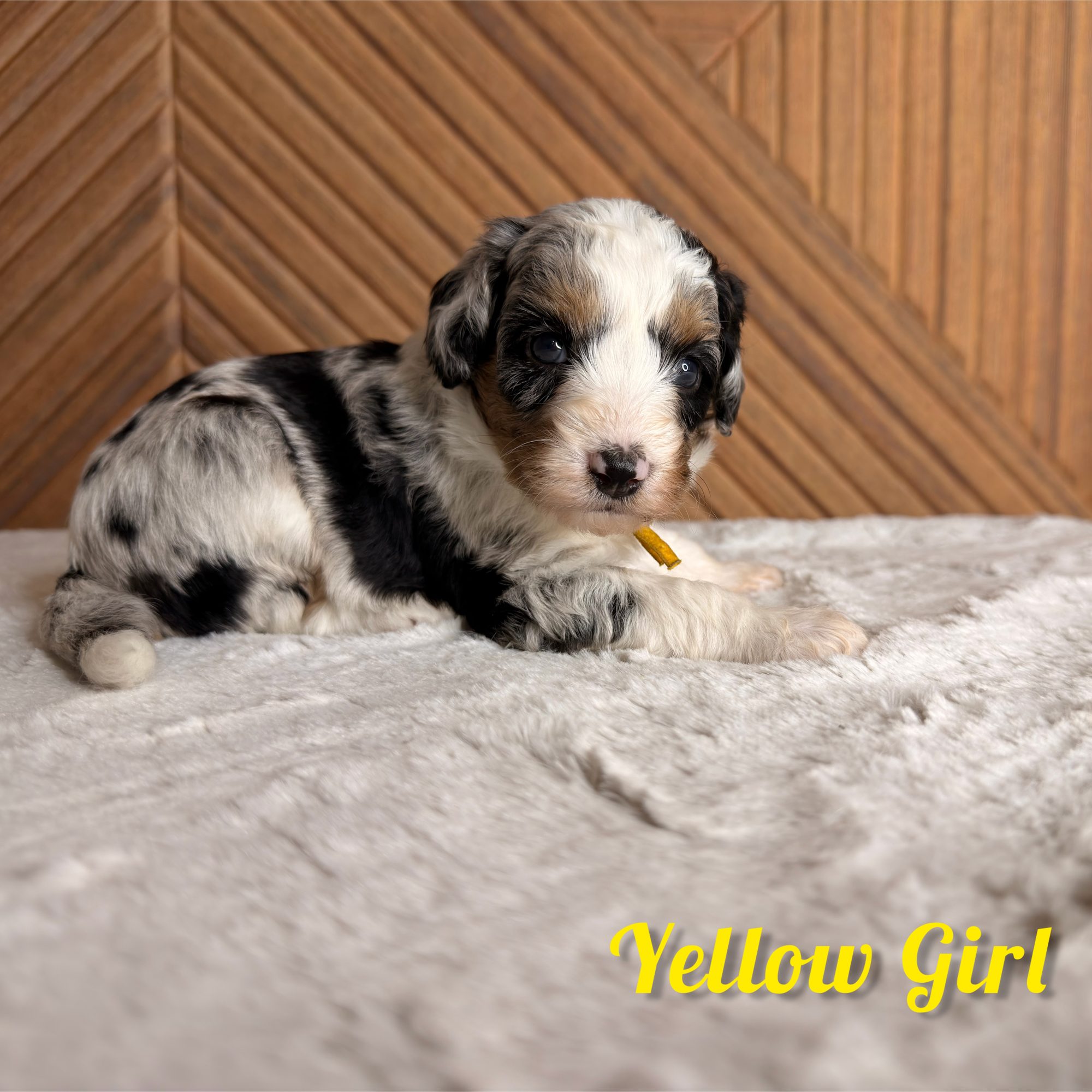 Yellow Girl Australian Bernedoodle (RL)