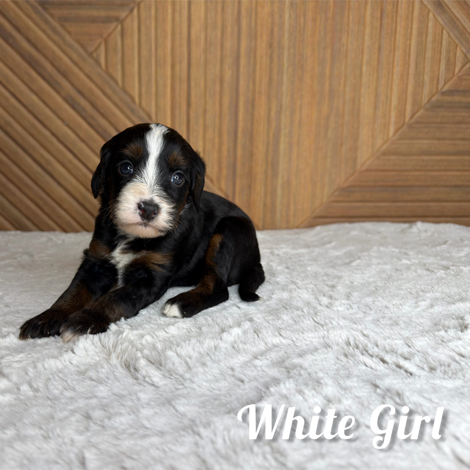 White Boy Australian Bernedoodle (RL)