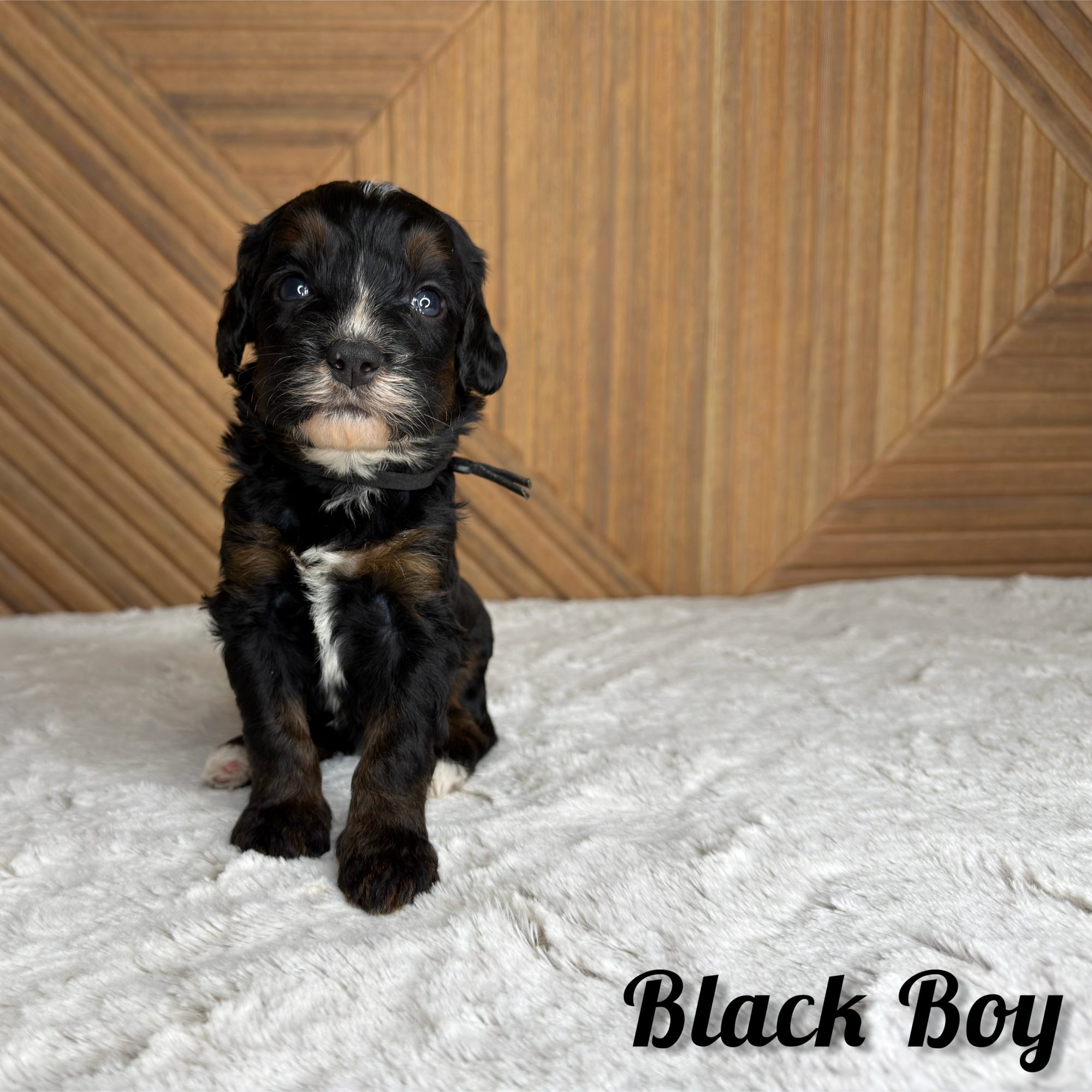Black Boy Australian Bernedoodle (RL)