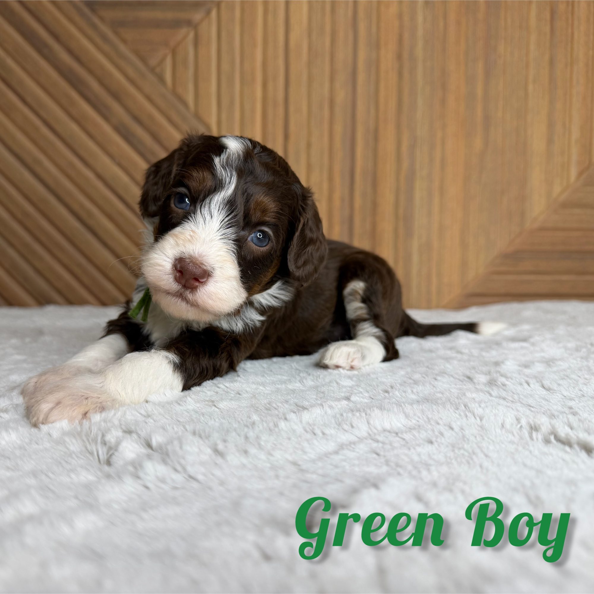 Green Boy Australian Bernedoodle (RL)