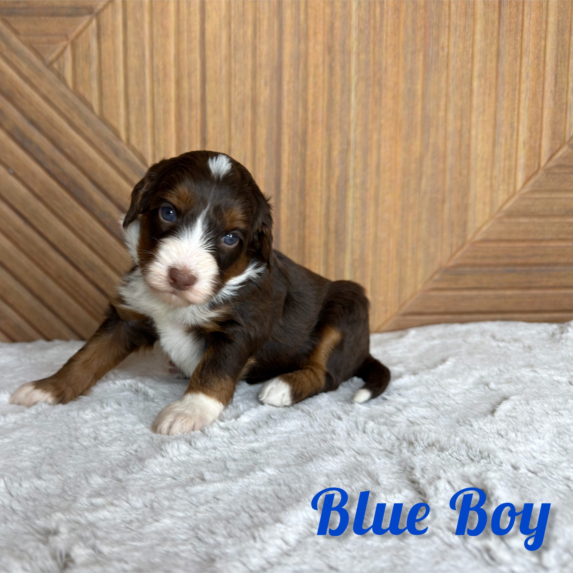Blue Boy Australian Bernedoodle (RL)