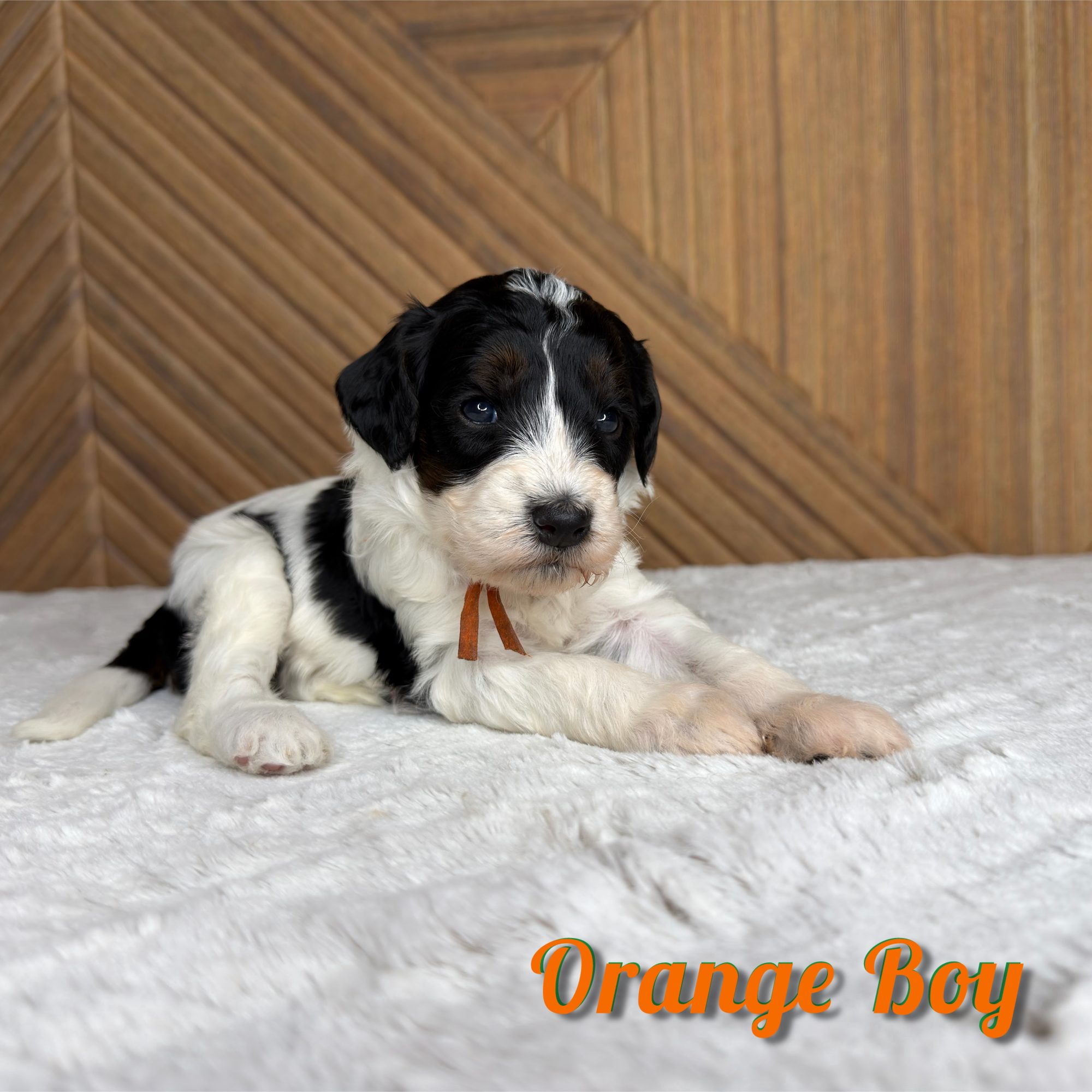 Orange Boy Australian Bernedoodle (RL)
