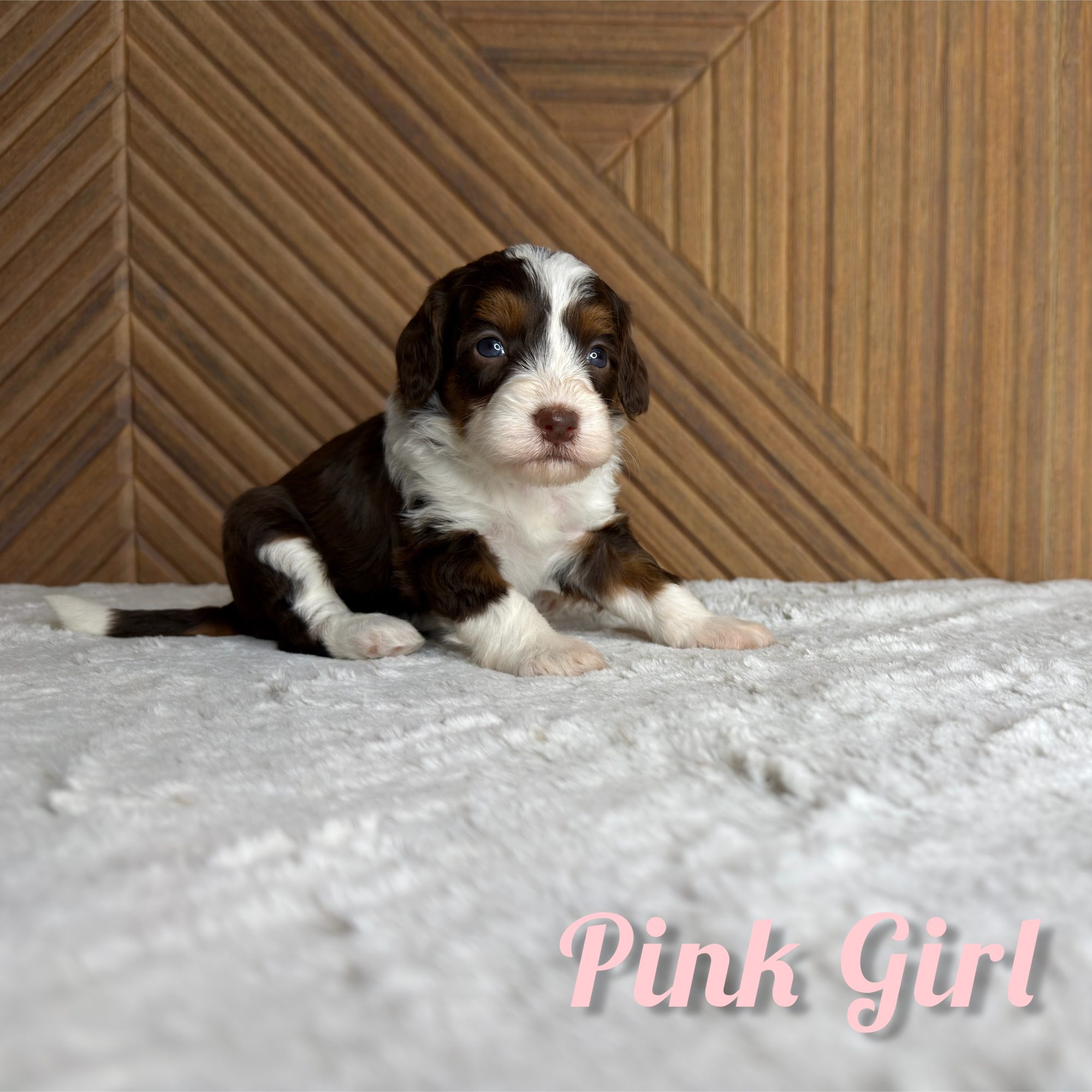 Pink Girl Australian Bernedoodle (RL)