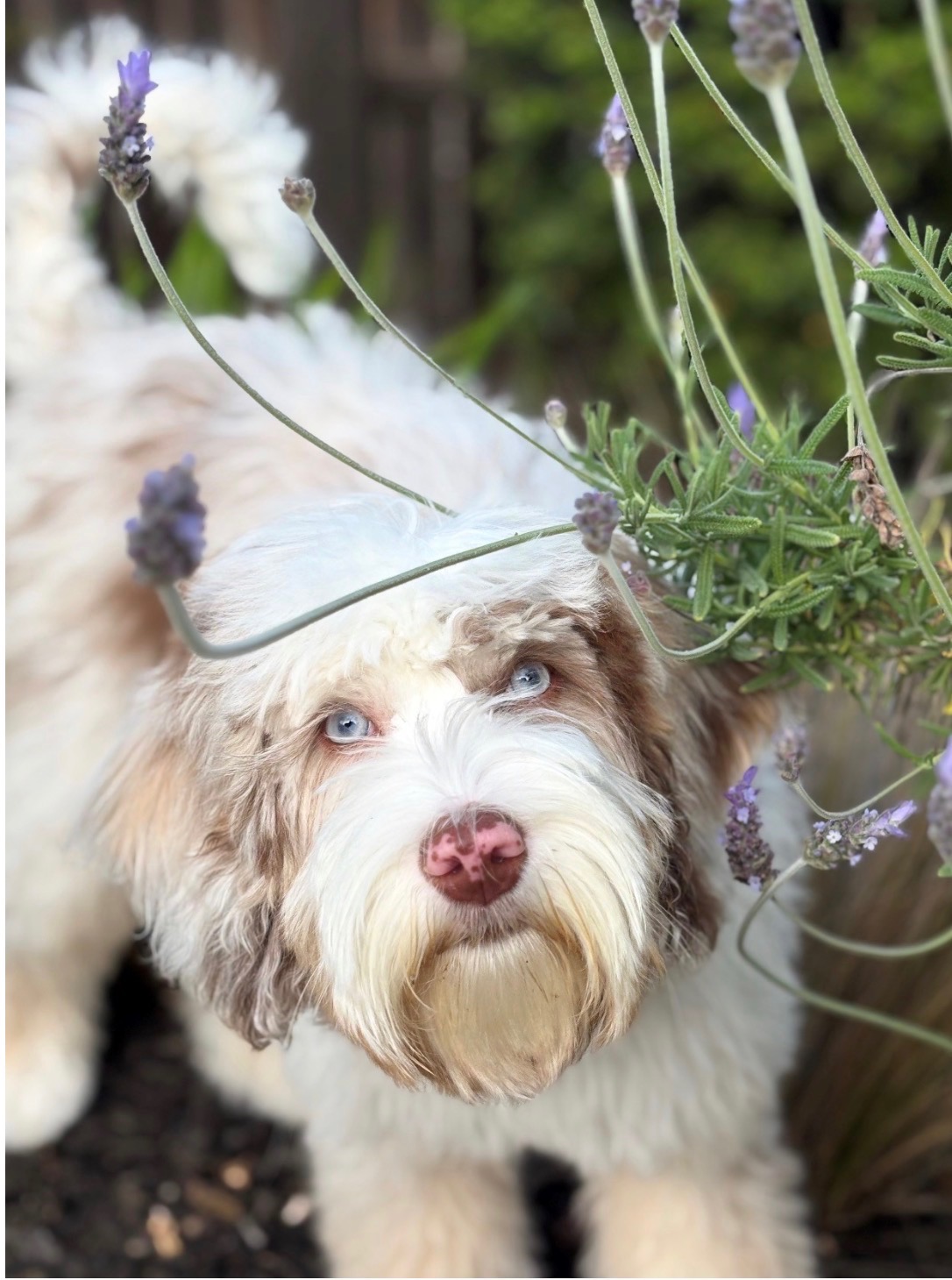 Rye Australian Labradoodle