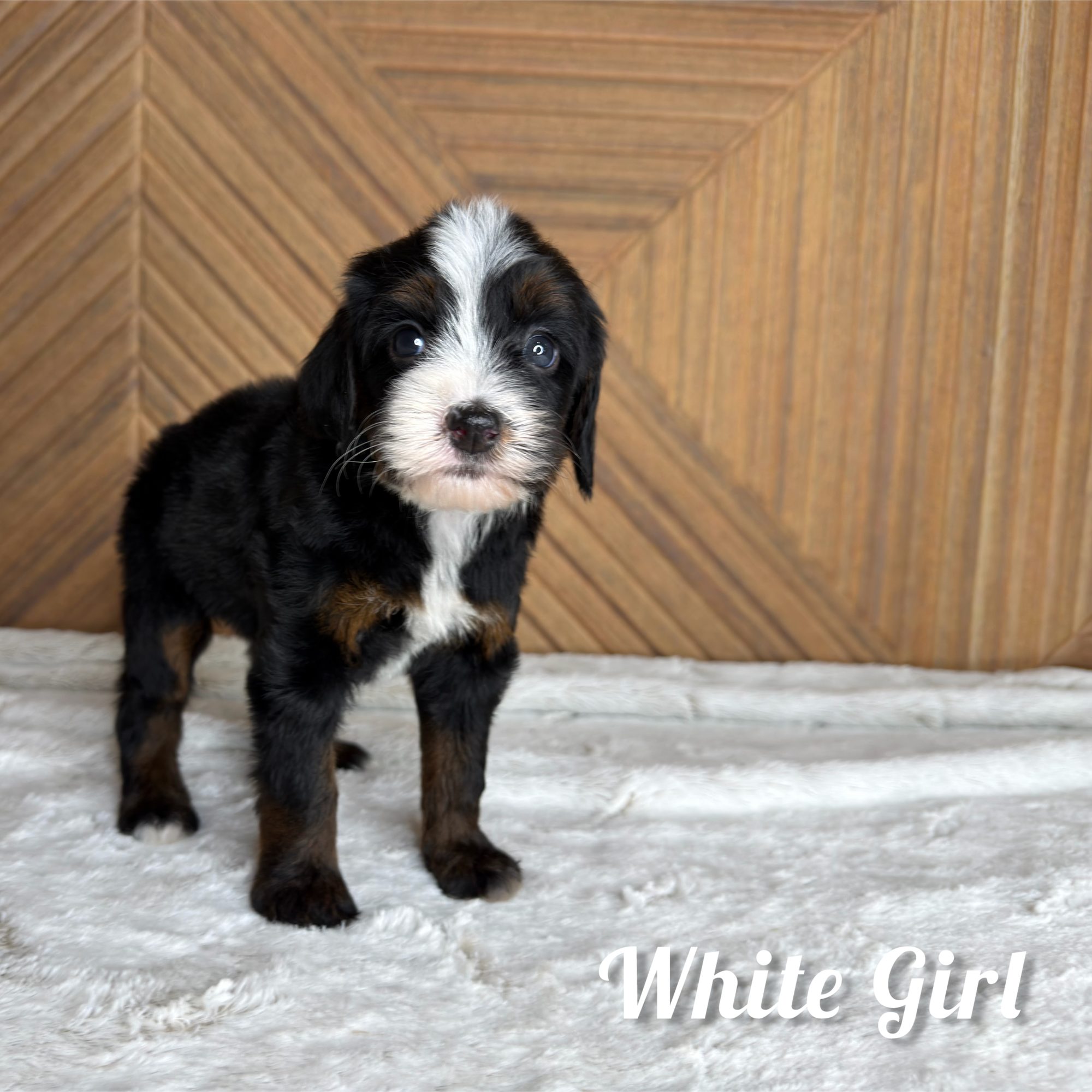 White Girl Australian Bernedoodle (RL)