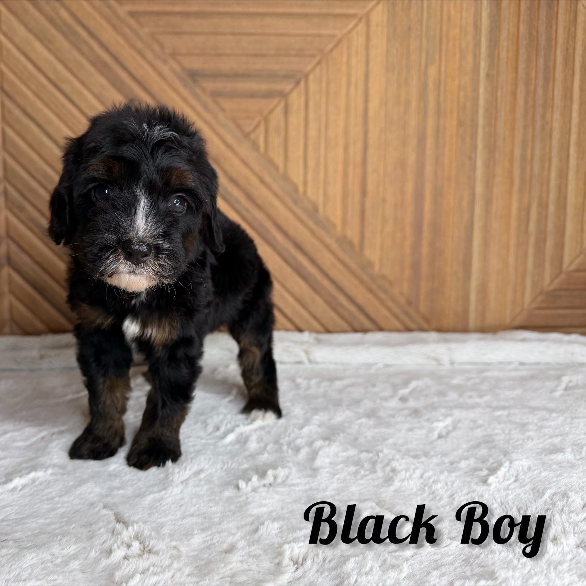 Black Boy Australian Bernedoodle (RL)