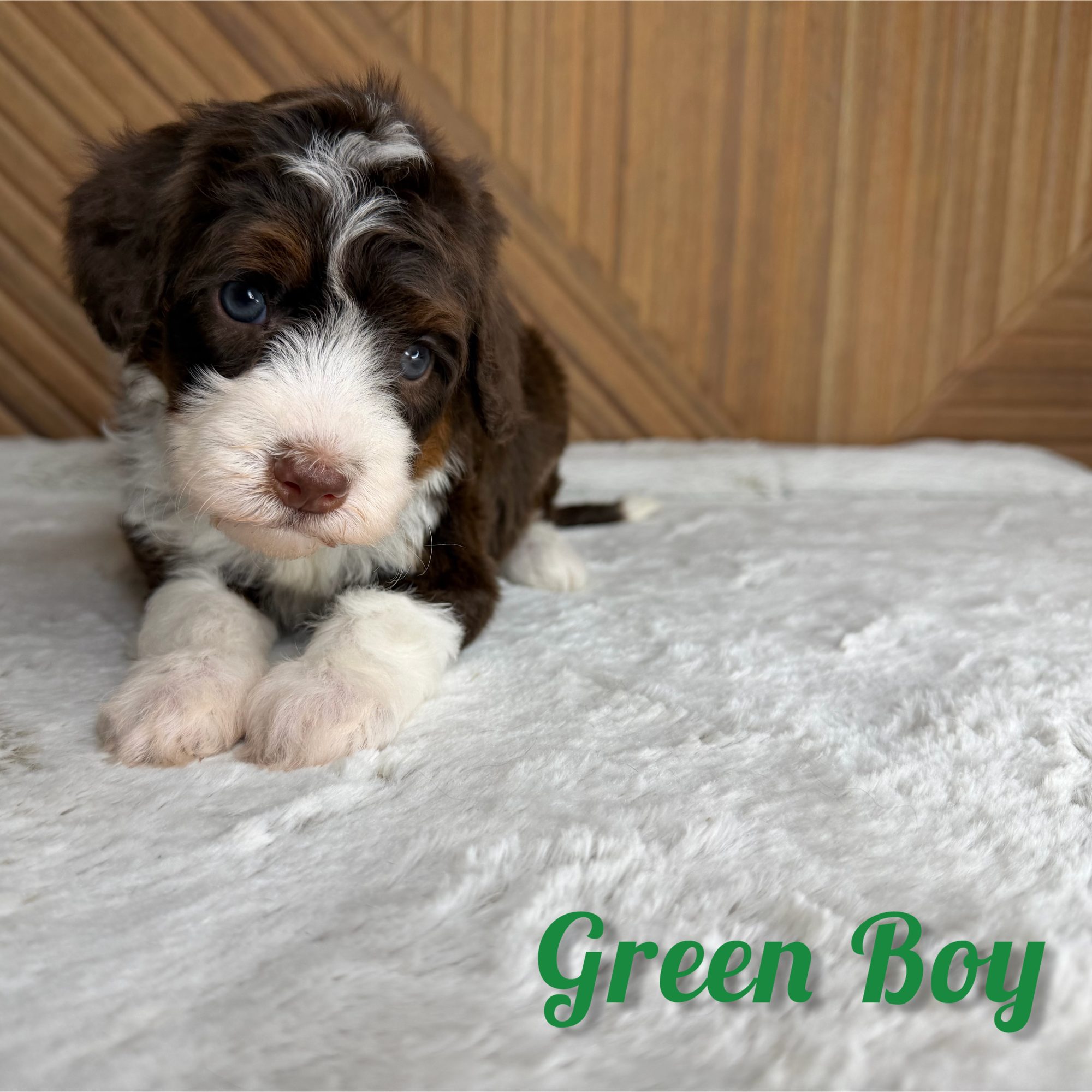 Green Boy Australian Bernedoodle (RL)