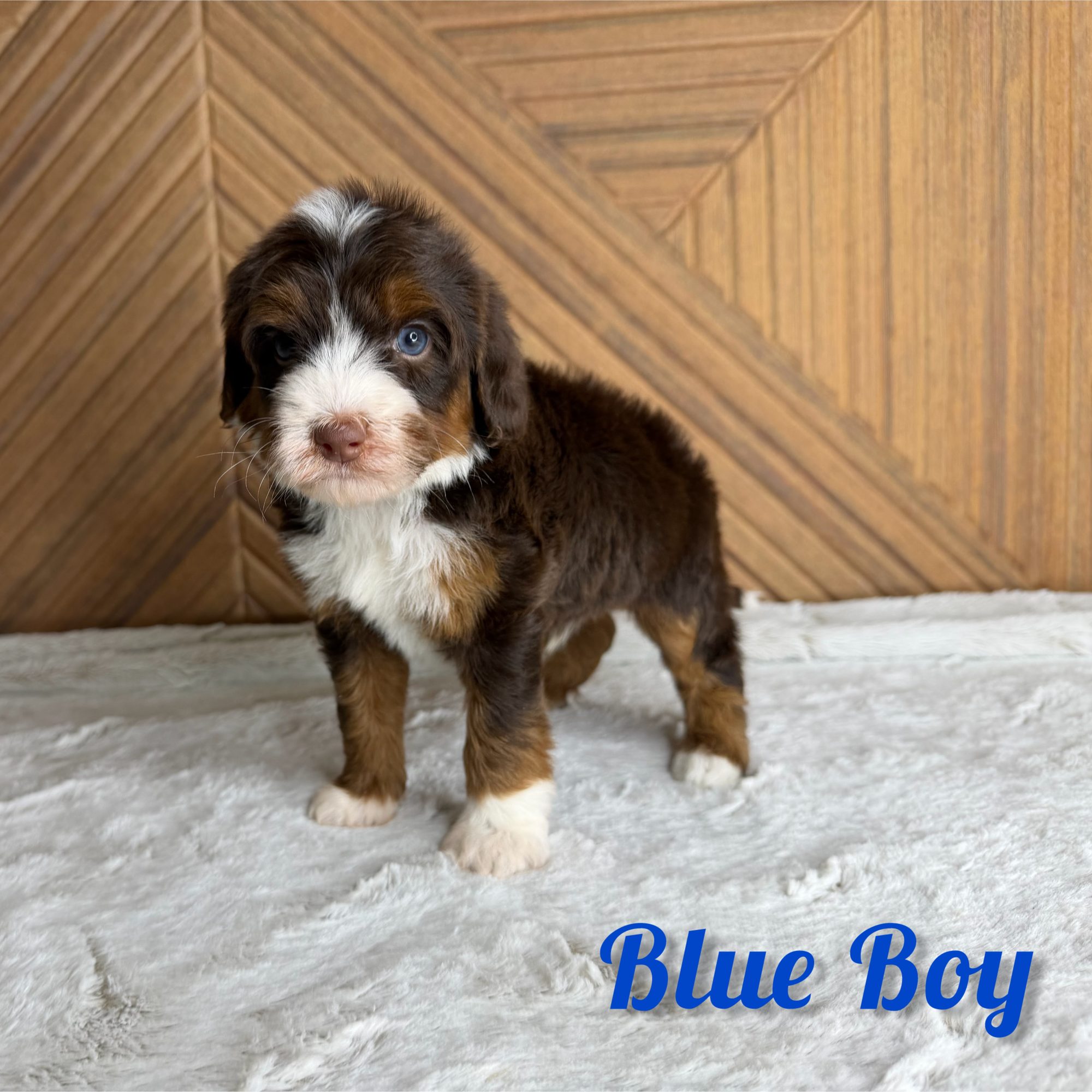Blue Boy Australian Bernedoodle (RL)