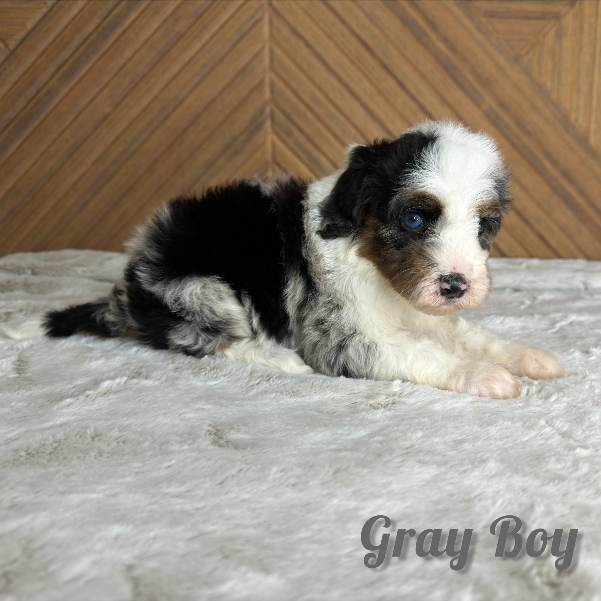 Gray Boy Australian Bernedoodle (RL)