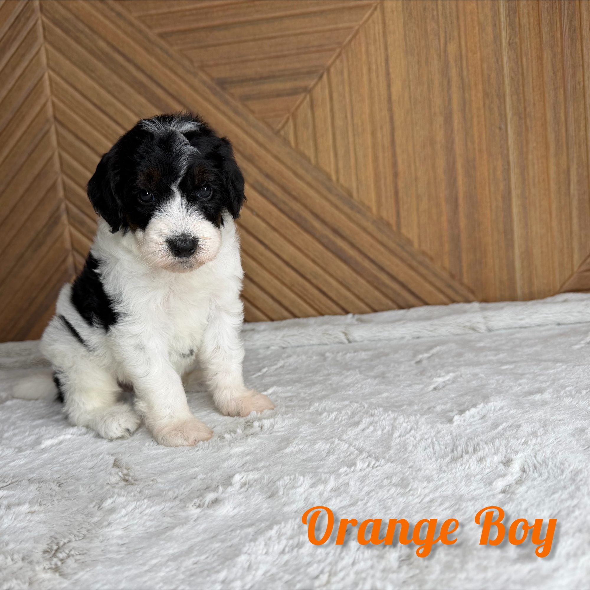 Orange Boy Australian Bernedoodle (RL)