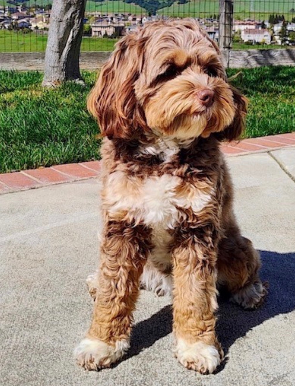 Isabel Australian Bernedoodle from Two Doods Doodles in Modesto California
