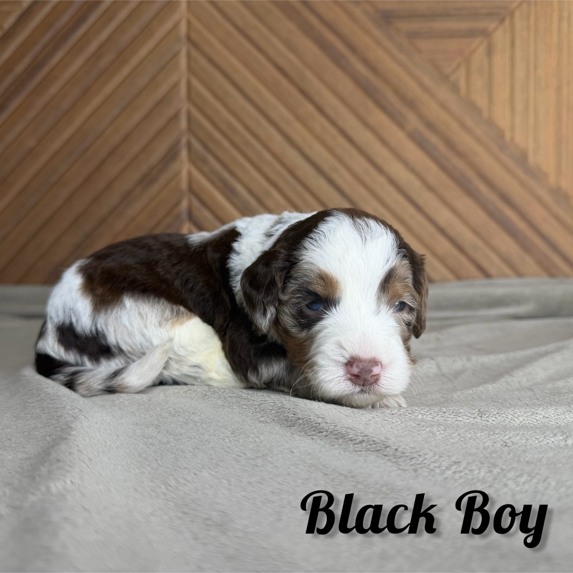 Black Boy Australian Bernedoodle (IL)